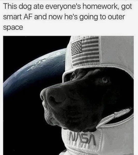 Experience the Thrill of Zero Gravity Zoomies!