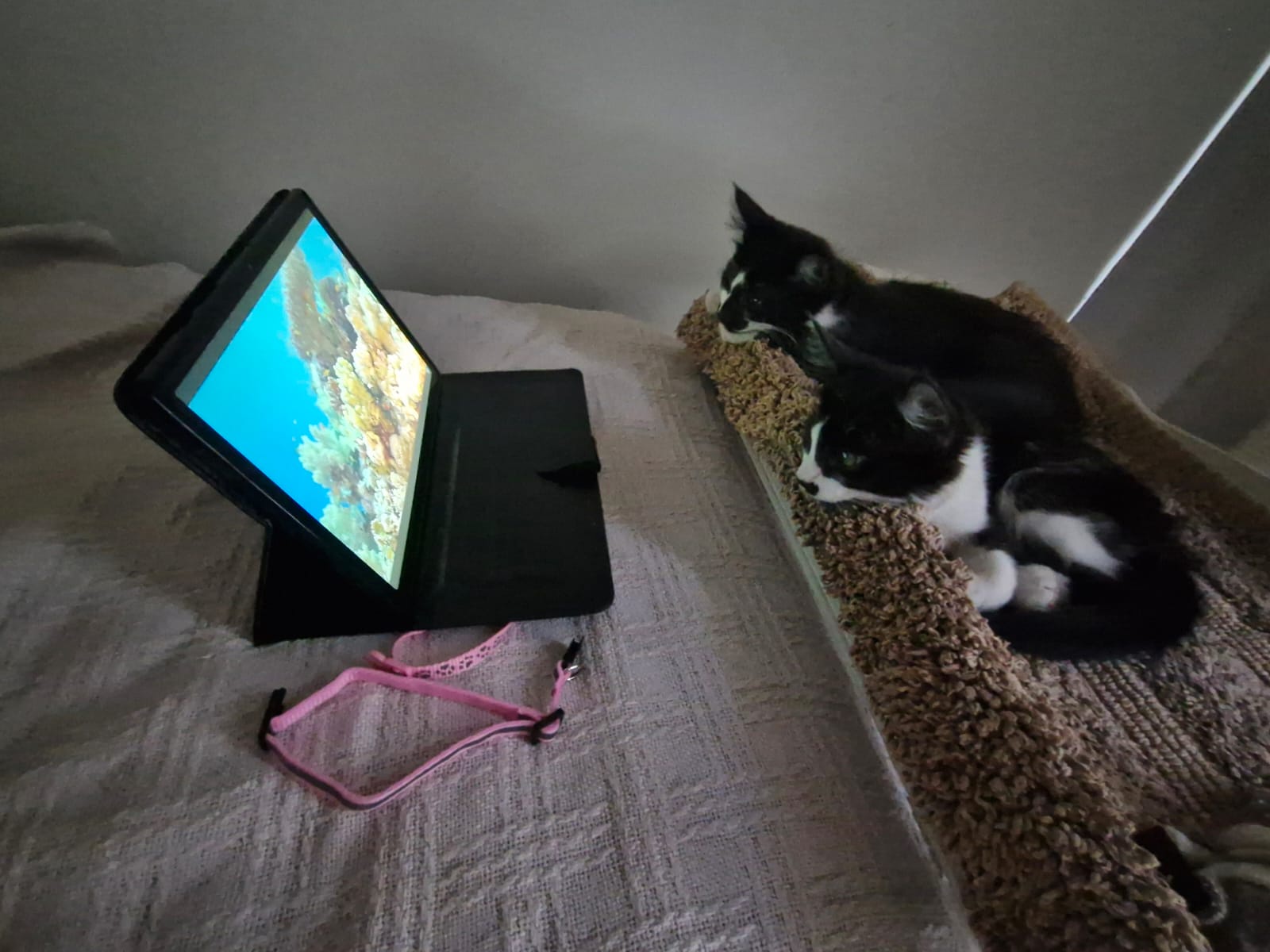It's Movie Night: Grab Your Snacks!