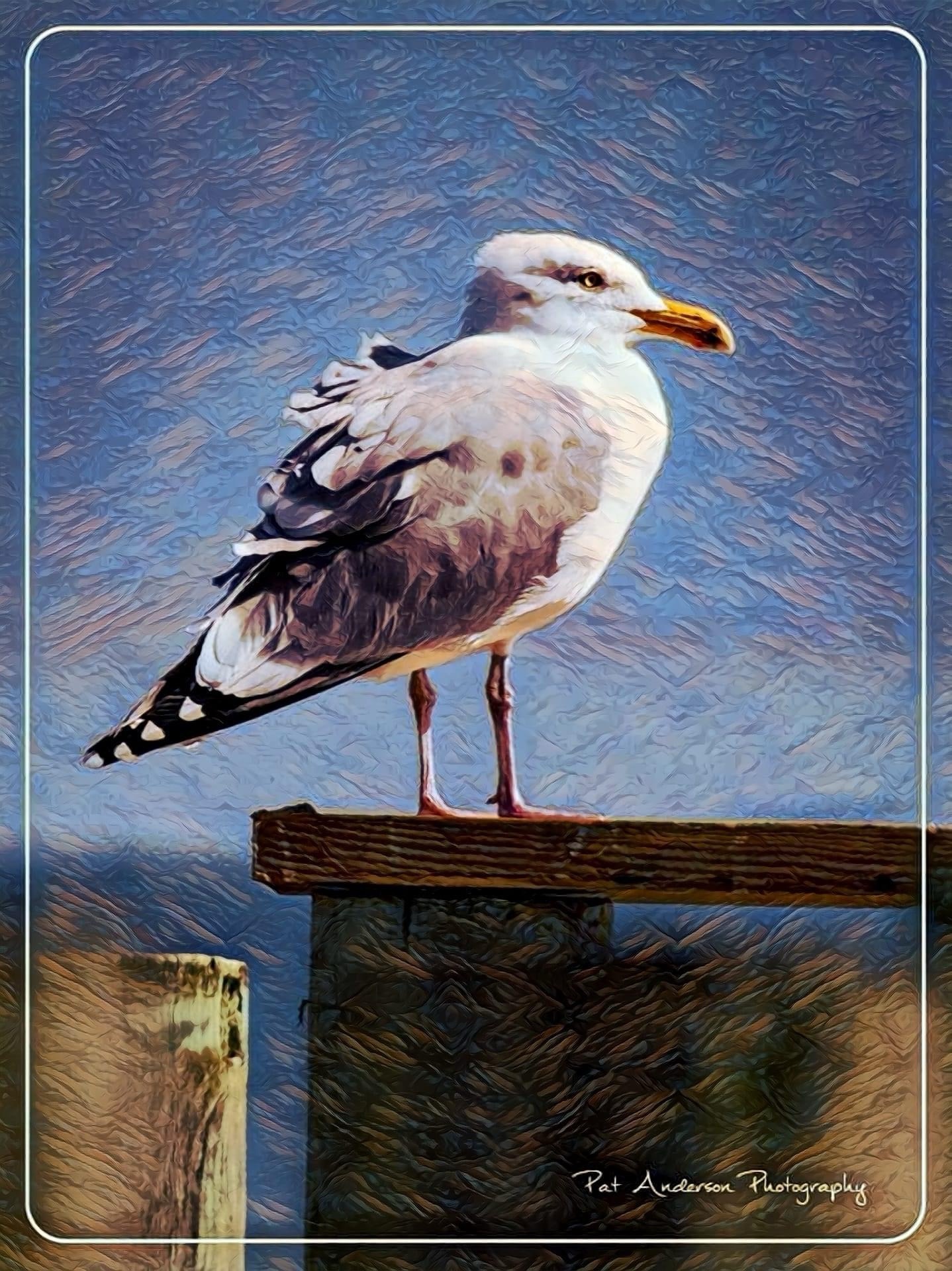 The majestic seagull in all its glory.