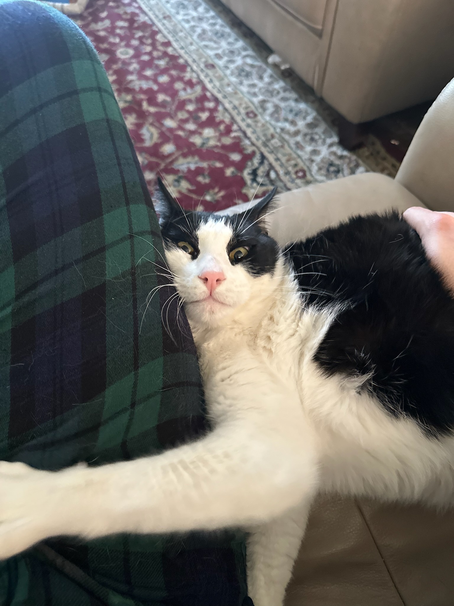 Meet Larry and Princess: A Dynamic Duo