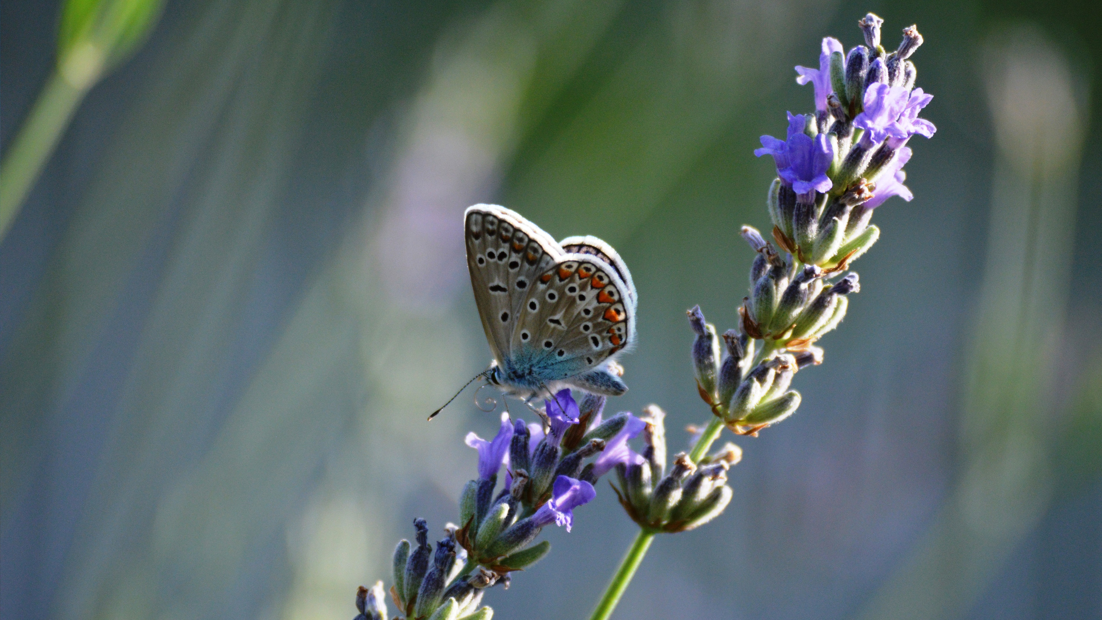 A Beautifully Painted Pollinator in Action