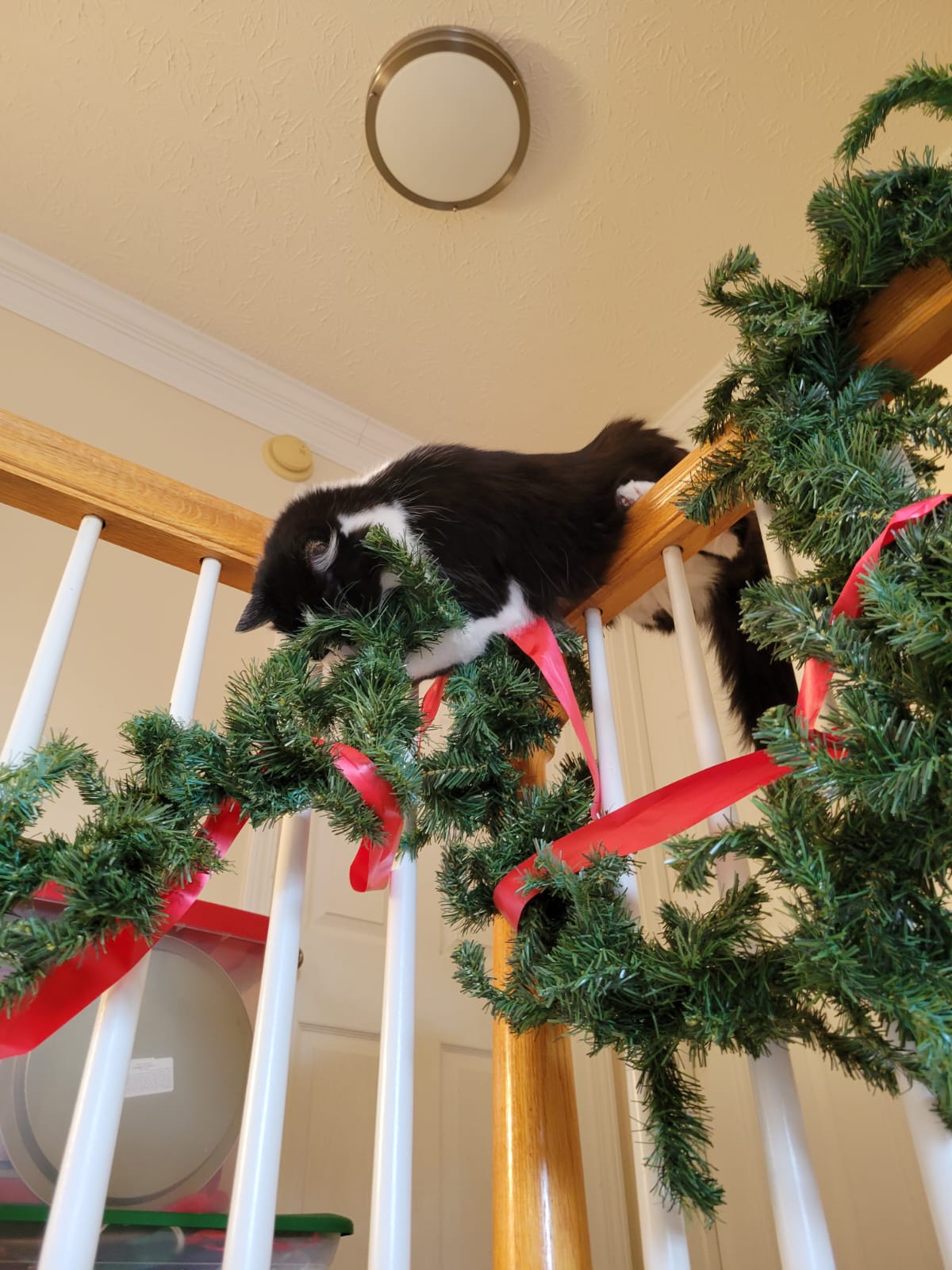 The True Battle of Christmas: The War on Decorations