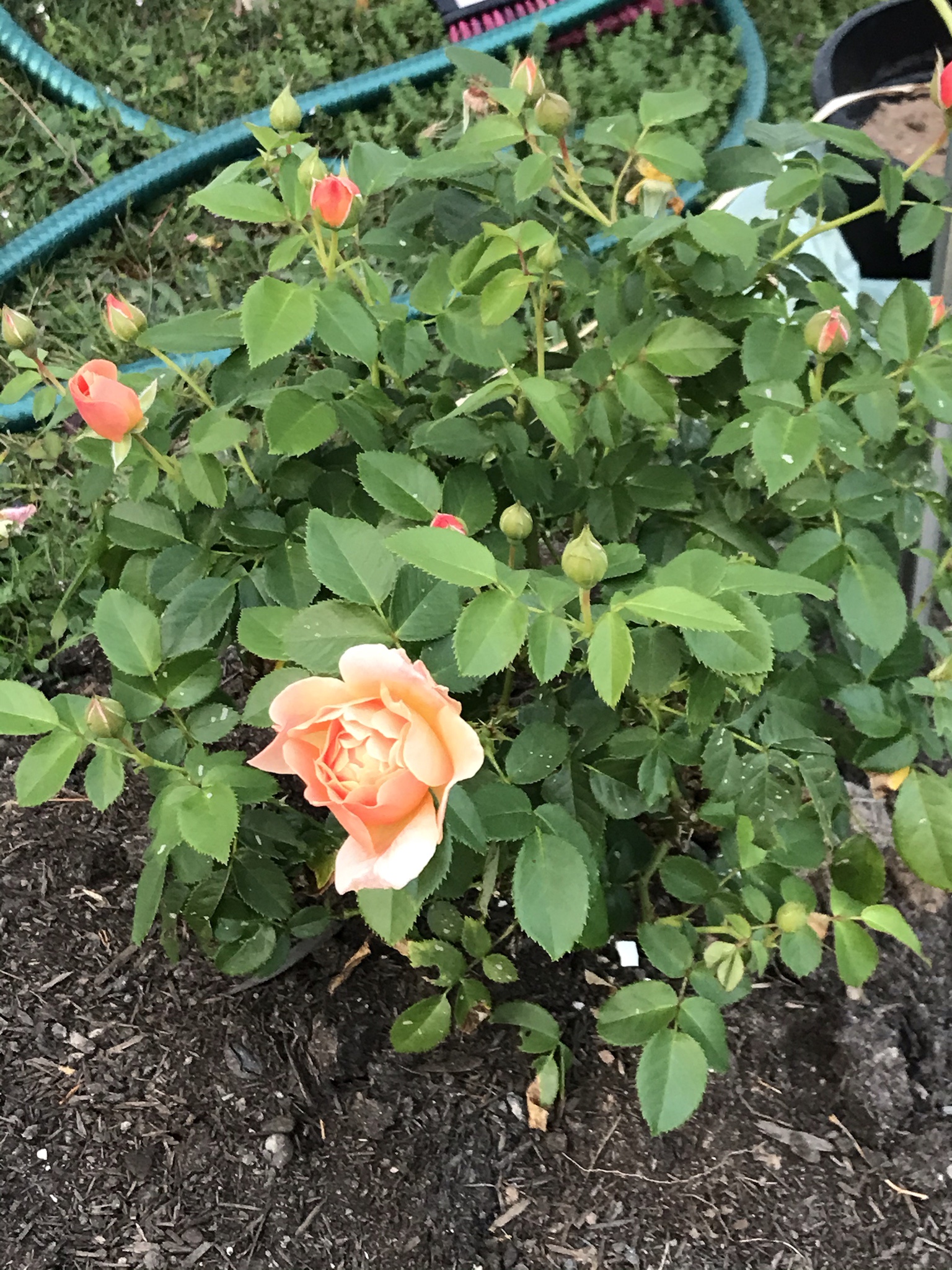 A Glimpse of Beauty: Stunning Flowers from My Garden