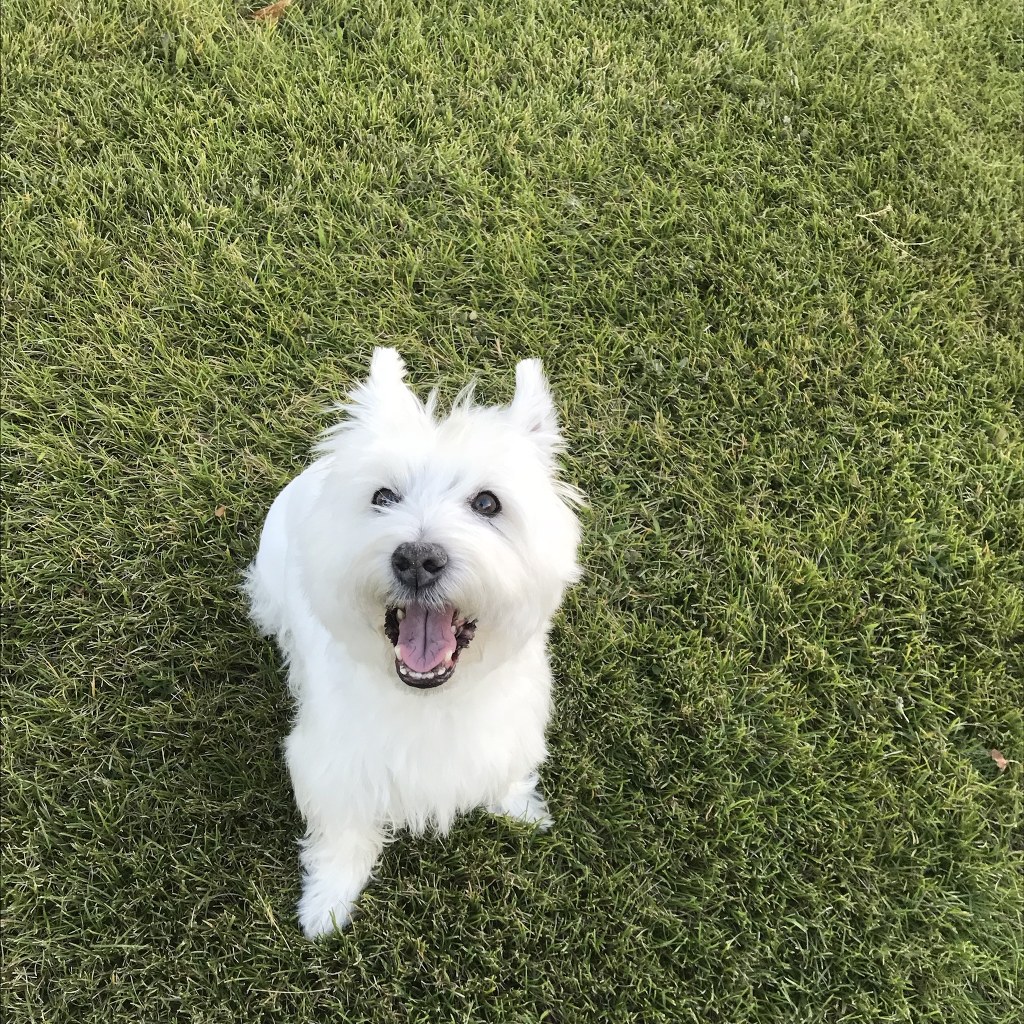 Who's a Good Girl? Yes, You Are!