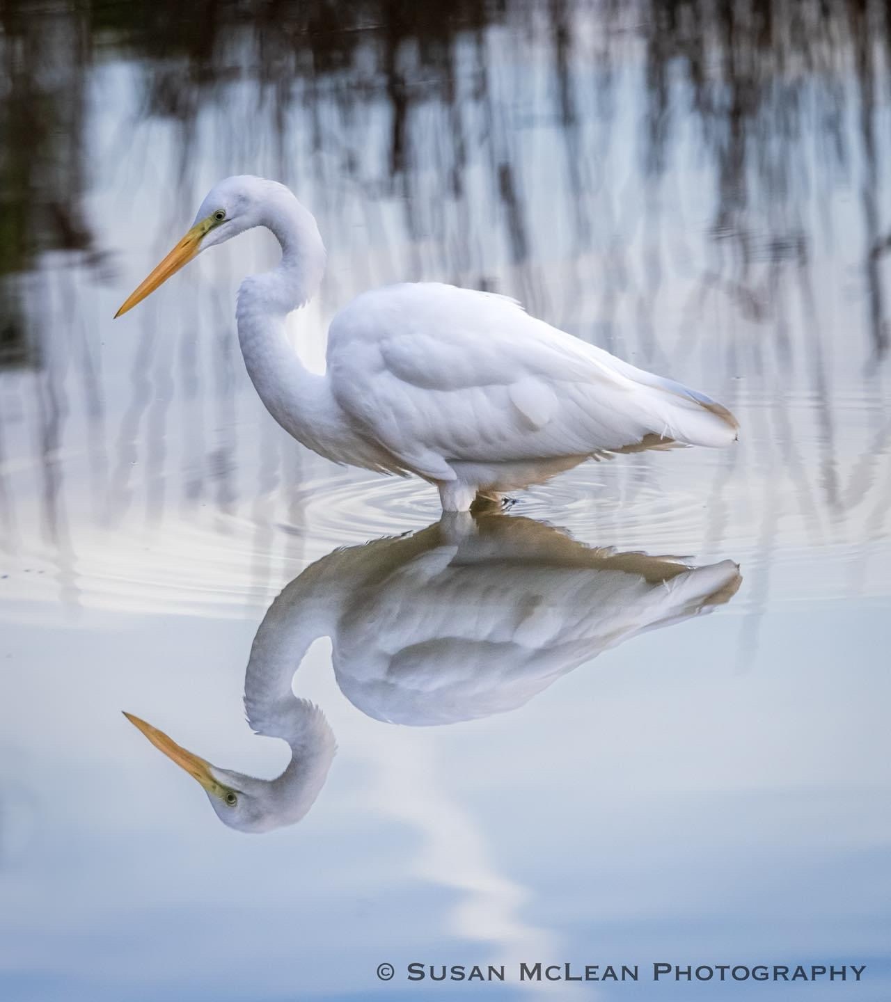 The majestic Egret: nature's elegant bird!