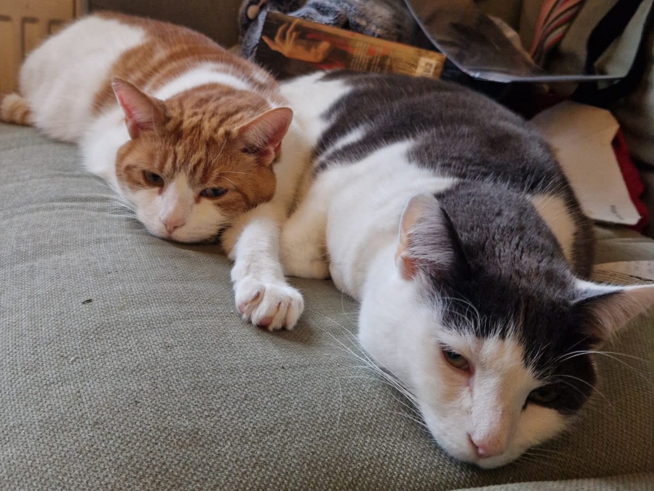 The perfect combo: Mac and widget!