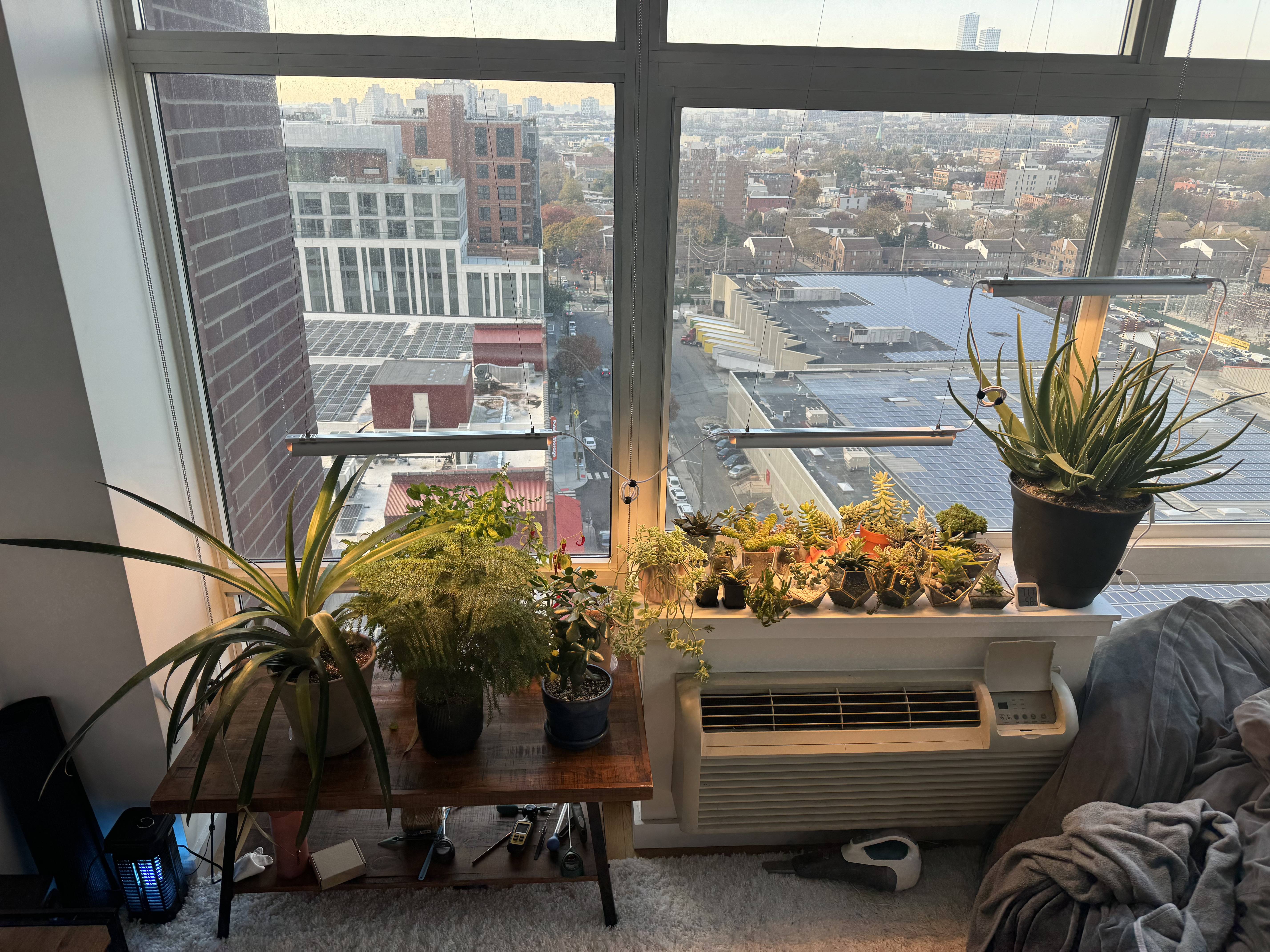 Tony Innamorato's plant showcase - November 9, 2023