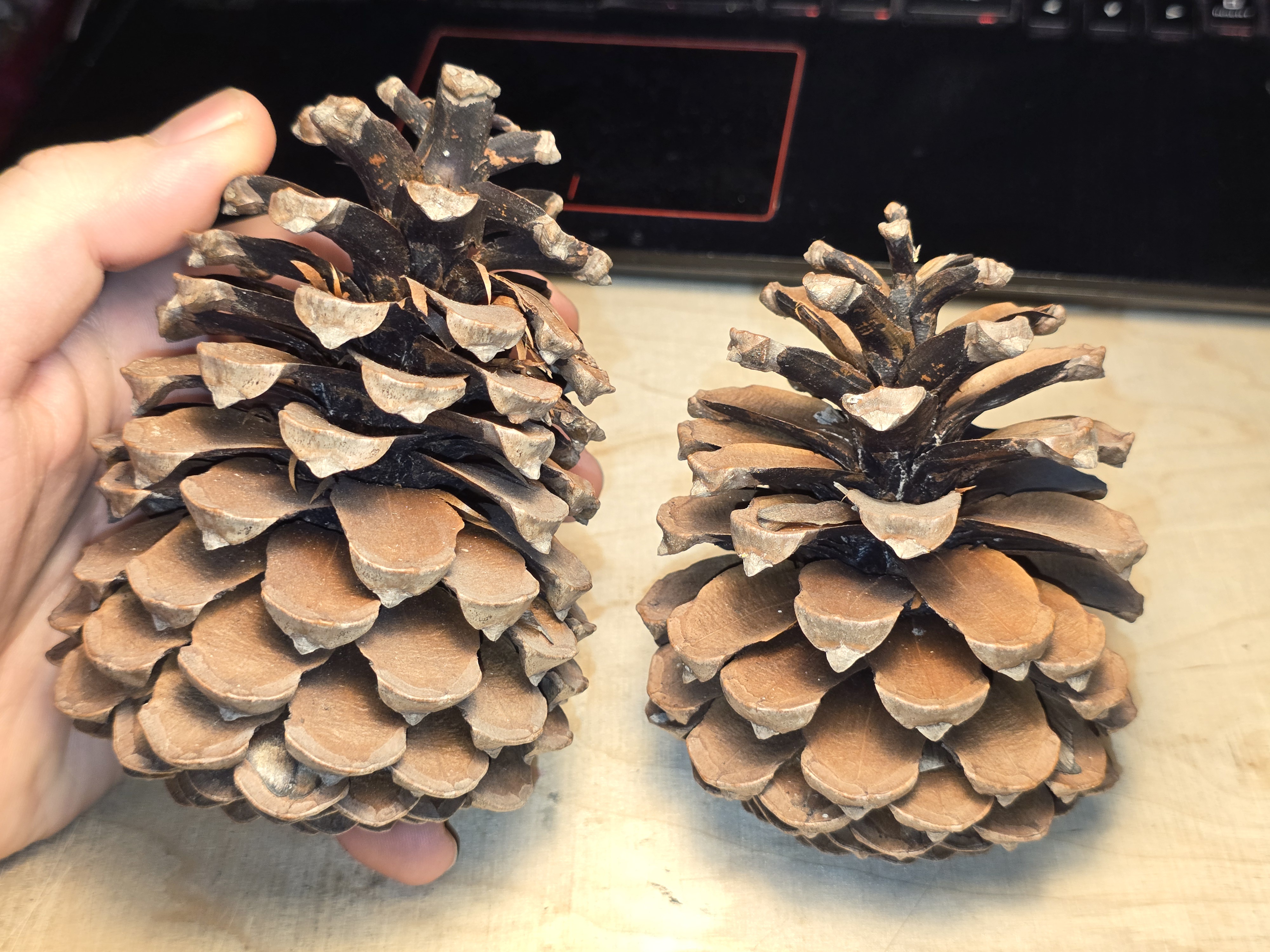 I couldn't care less about this or that, but check out these amazing pine cones I discovered on my vacation!