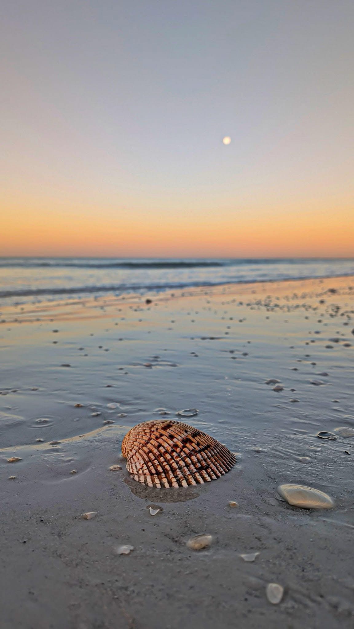 The Intriguing Charm of a Seashell