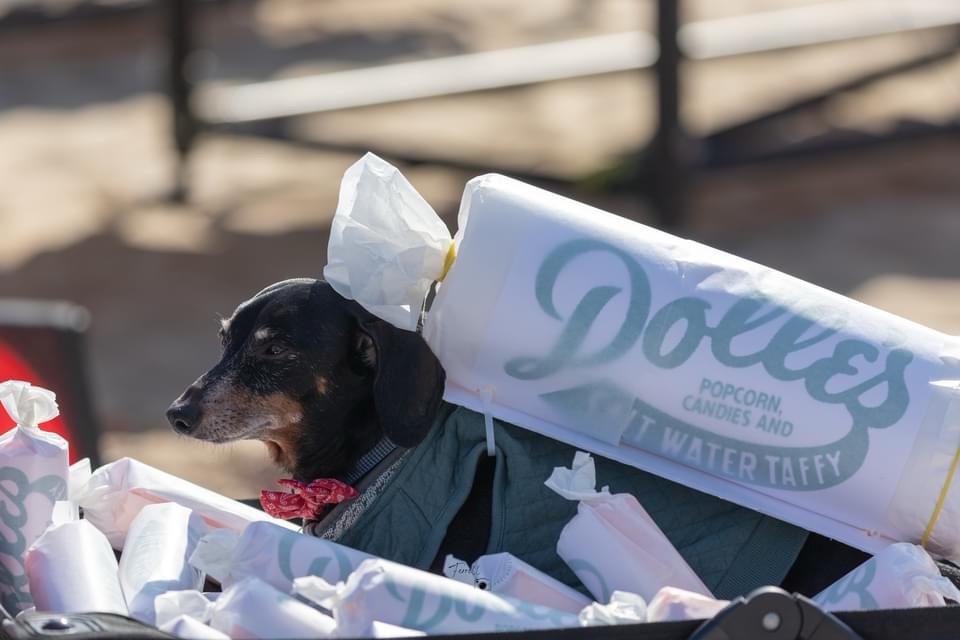 Meet Dolles Dog: The Cutest Canine Around!