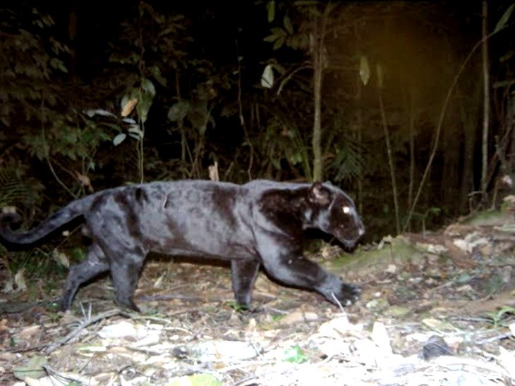 Check out these incredibly muscular Javan leopards!
