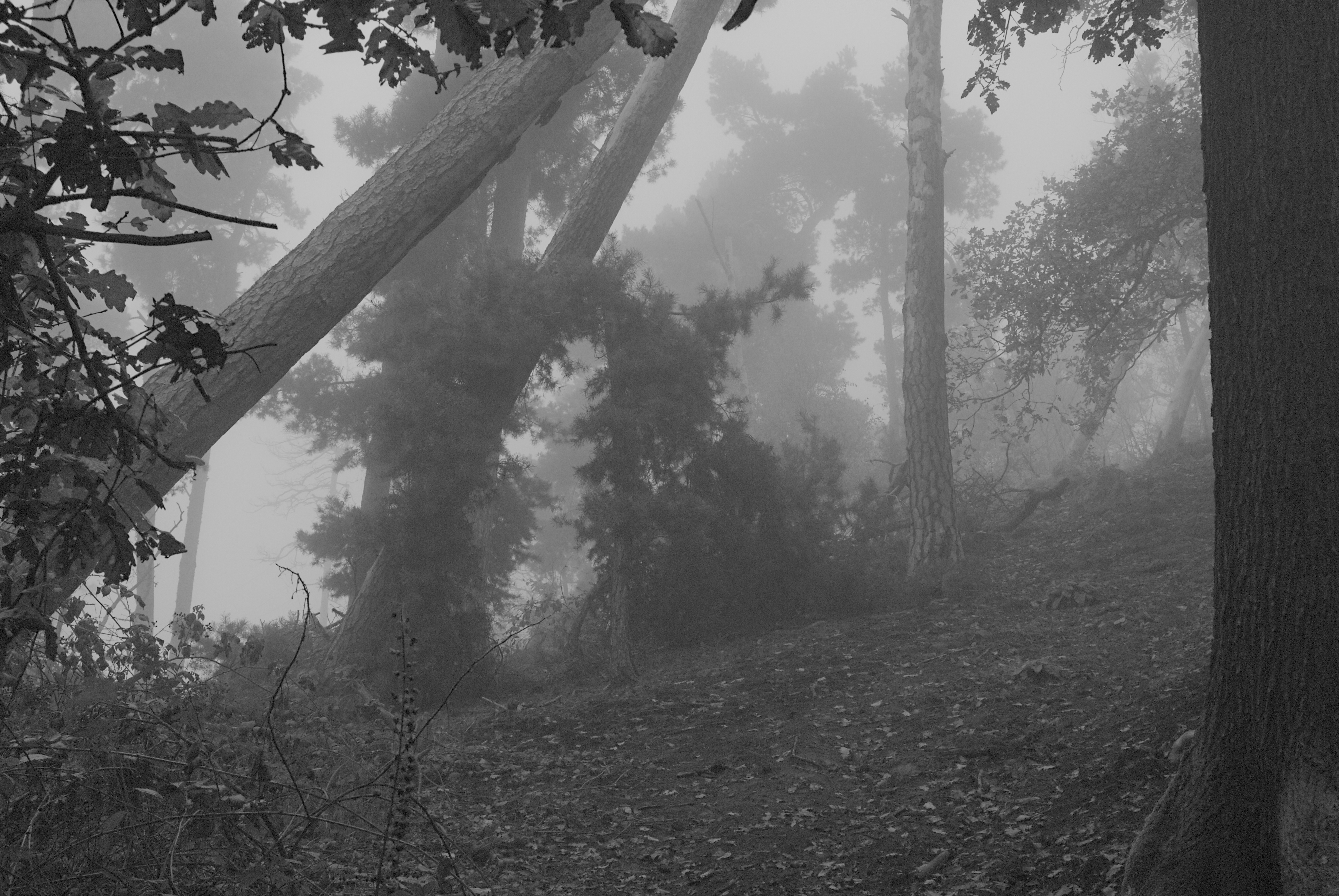 A misty adventure on a foggy hiking day
