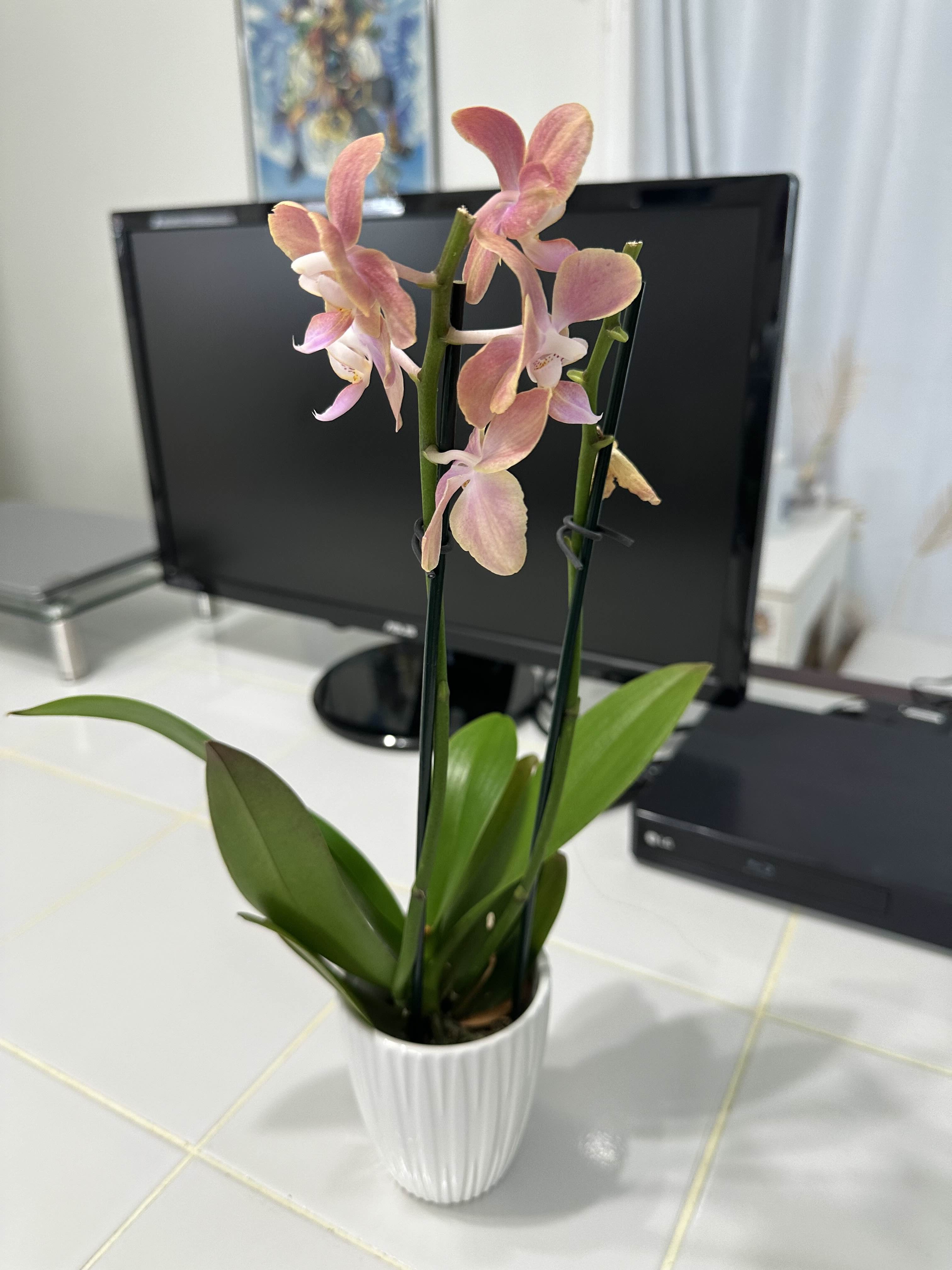 Check Out My New Orchid: What Do You Think?