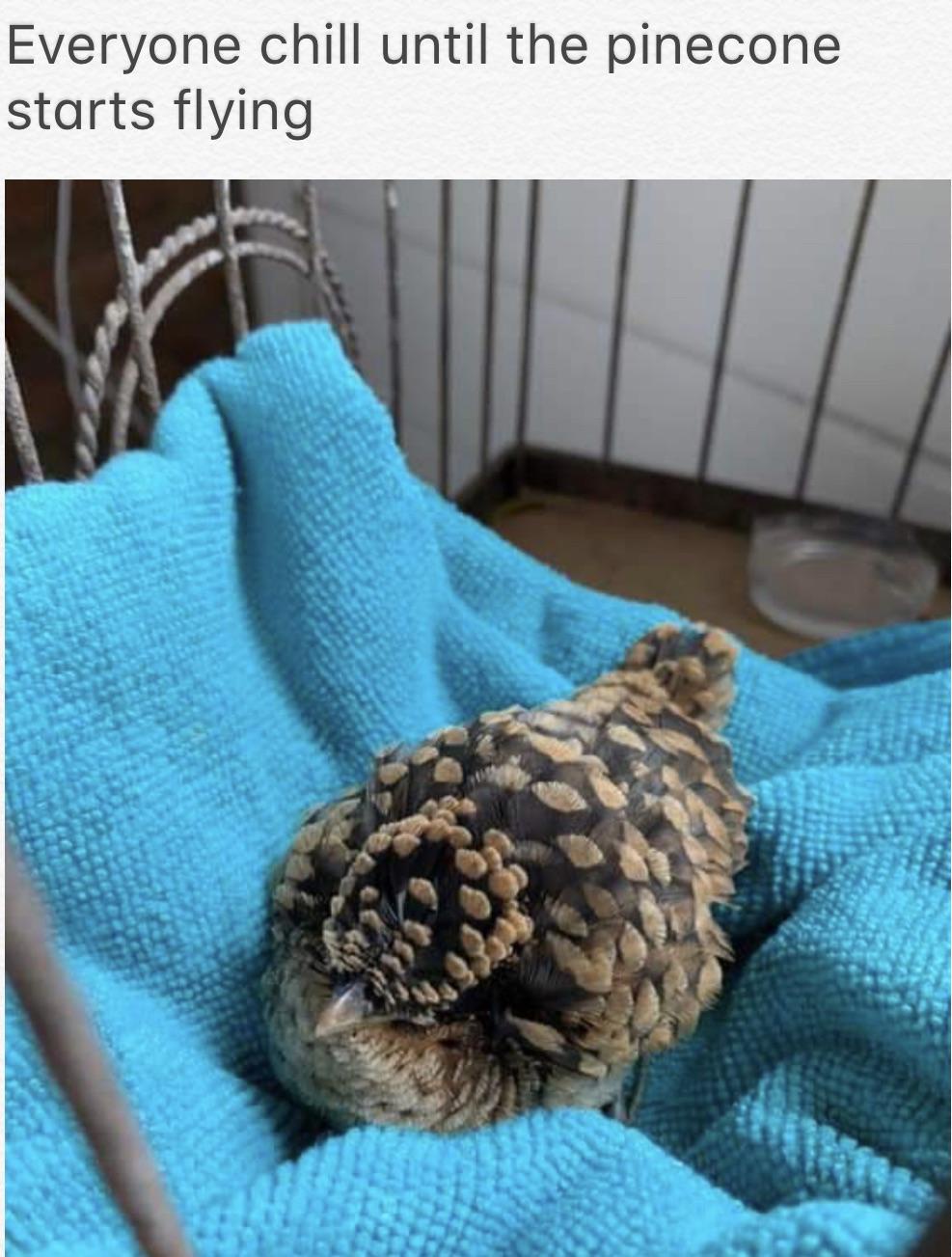 Wait, is that a pinecone?