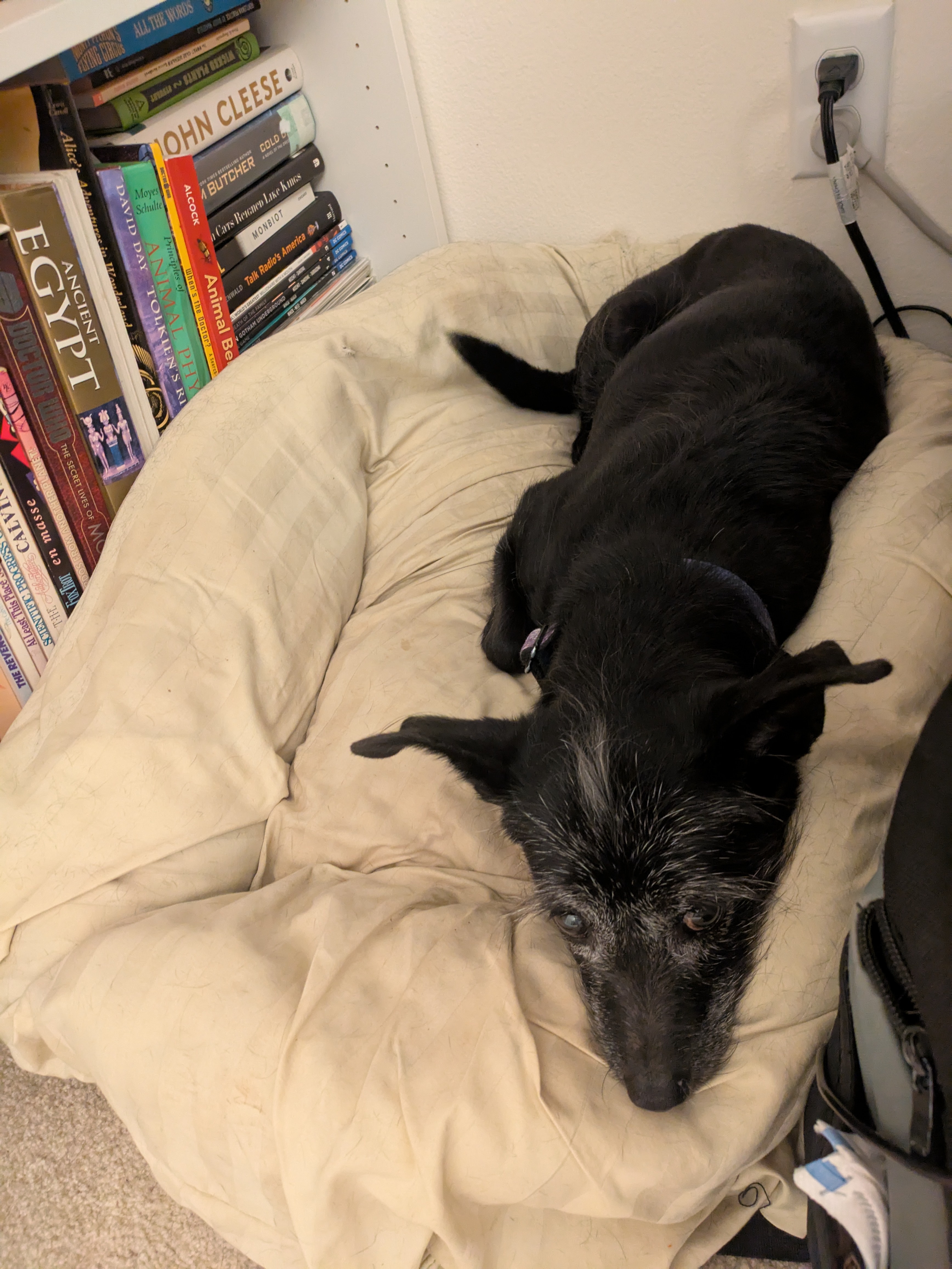 Here are some adorable snapshots of my pets to brighten your day!