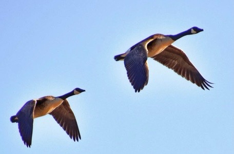 The Bold and Beautiful Canadian Geese