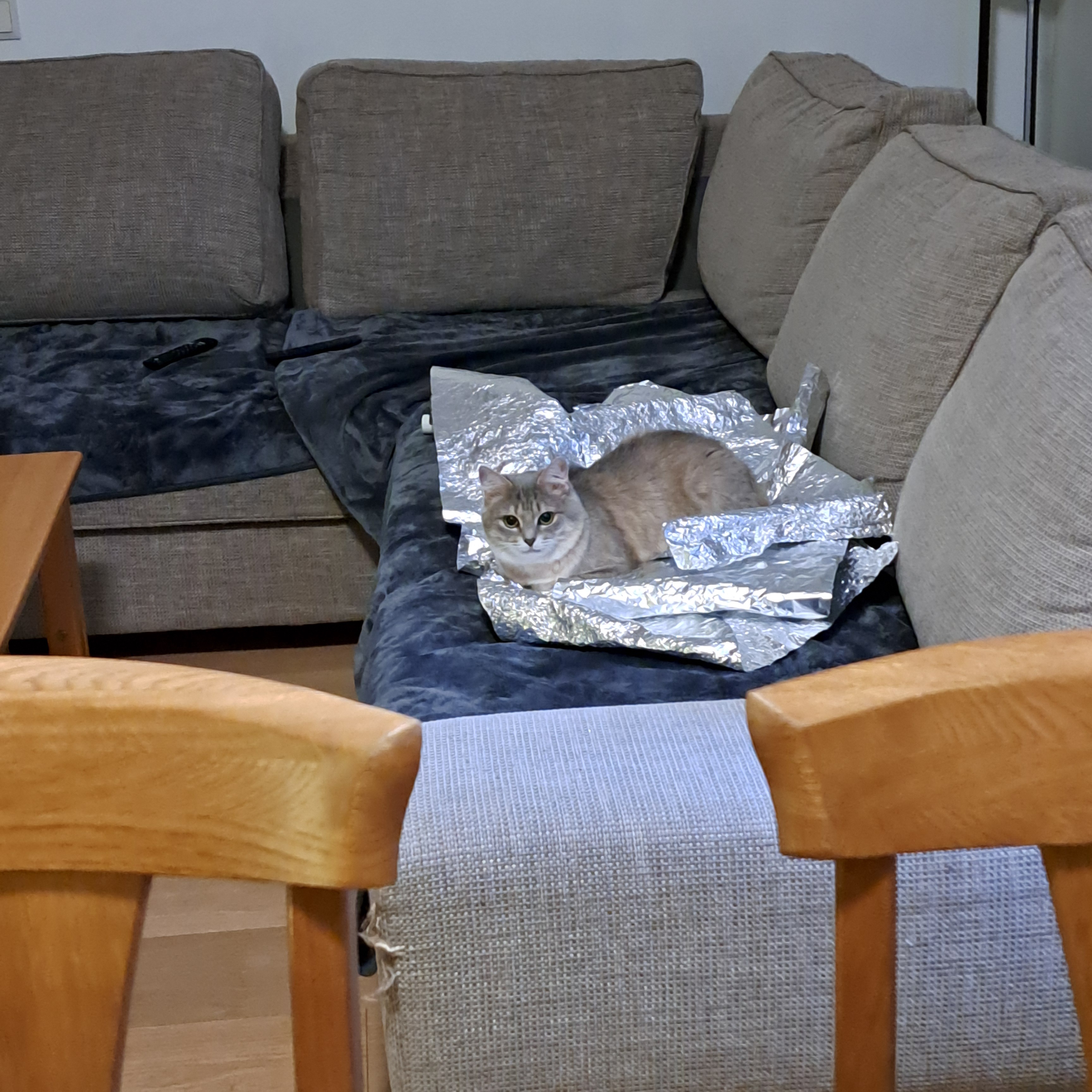 Just a Cat Being Adorable