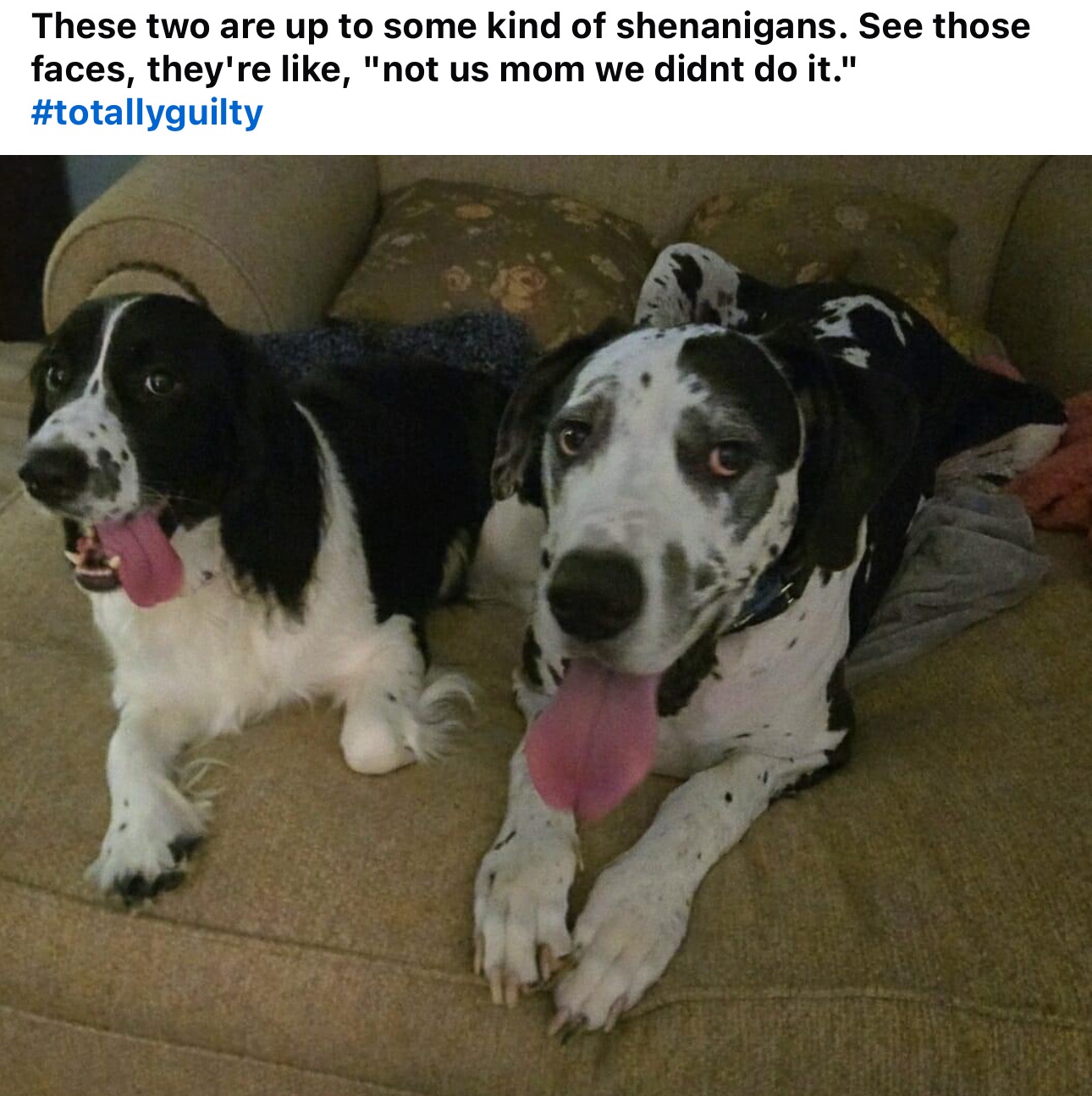 Cookie and Her Adorable Boyfriend