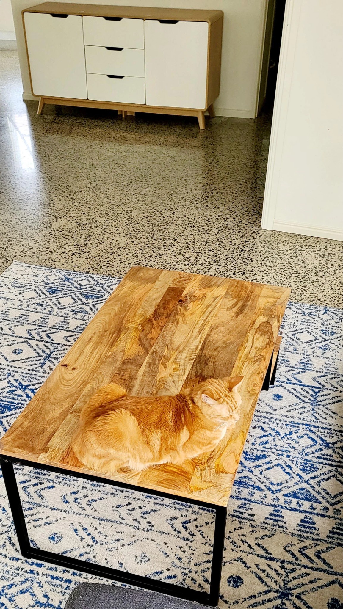 The Ultimate Cat Camouflage: Catmoflage
