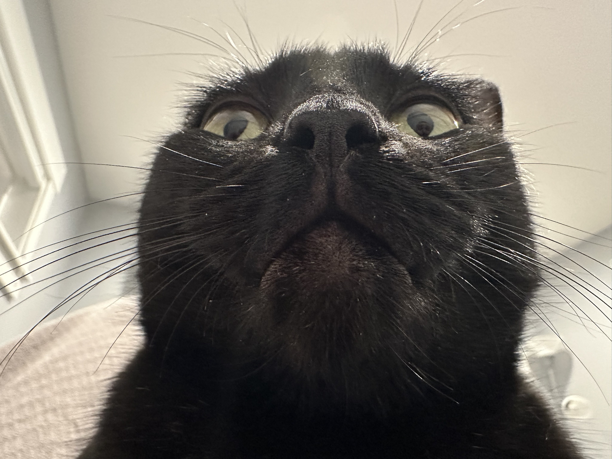 It's Saturday! Enjoy These Adorable Cat Photos