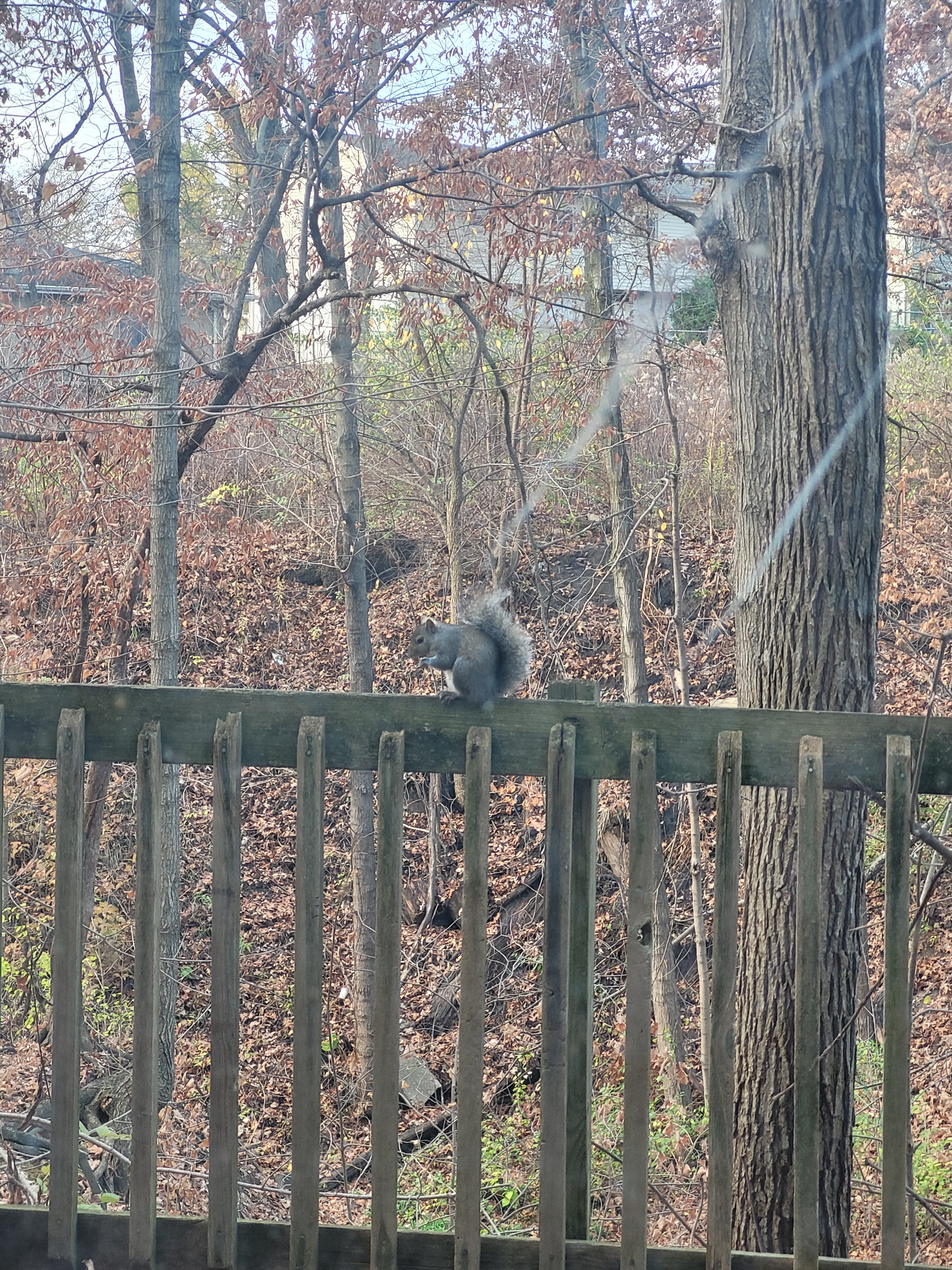 Look! A Squirrel!