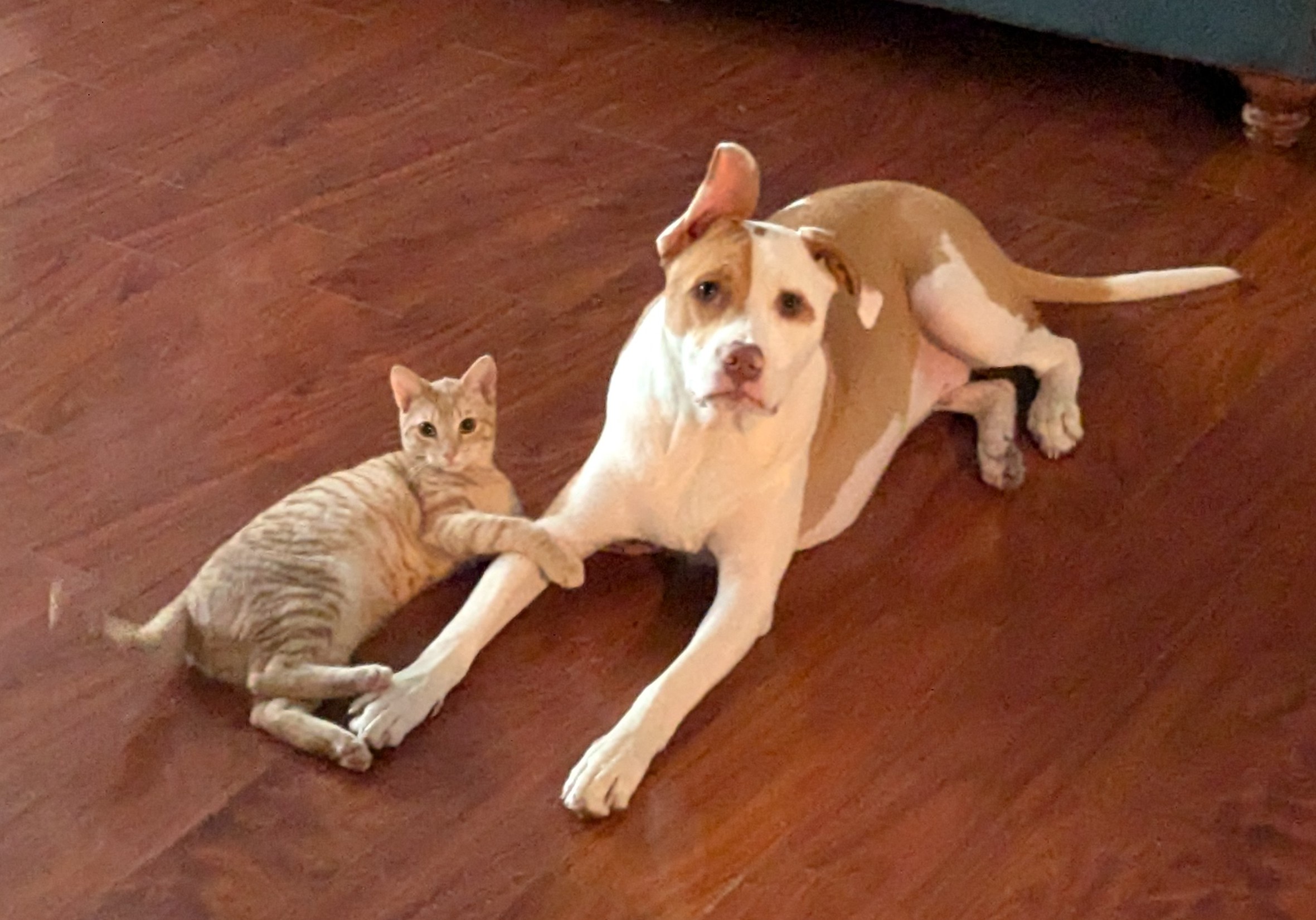 Bruce and His Adorable Kitty Derby Share a Moment