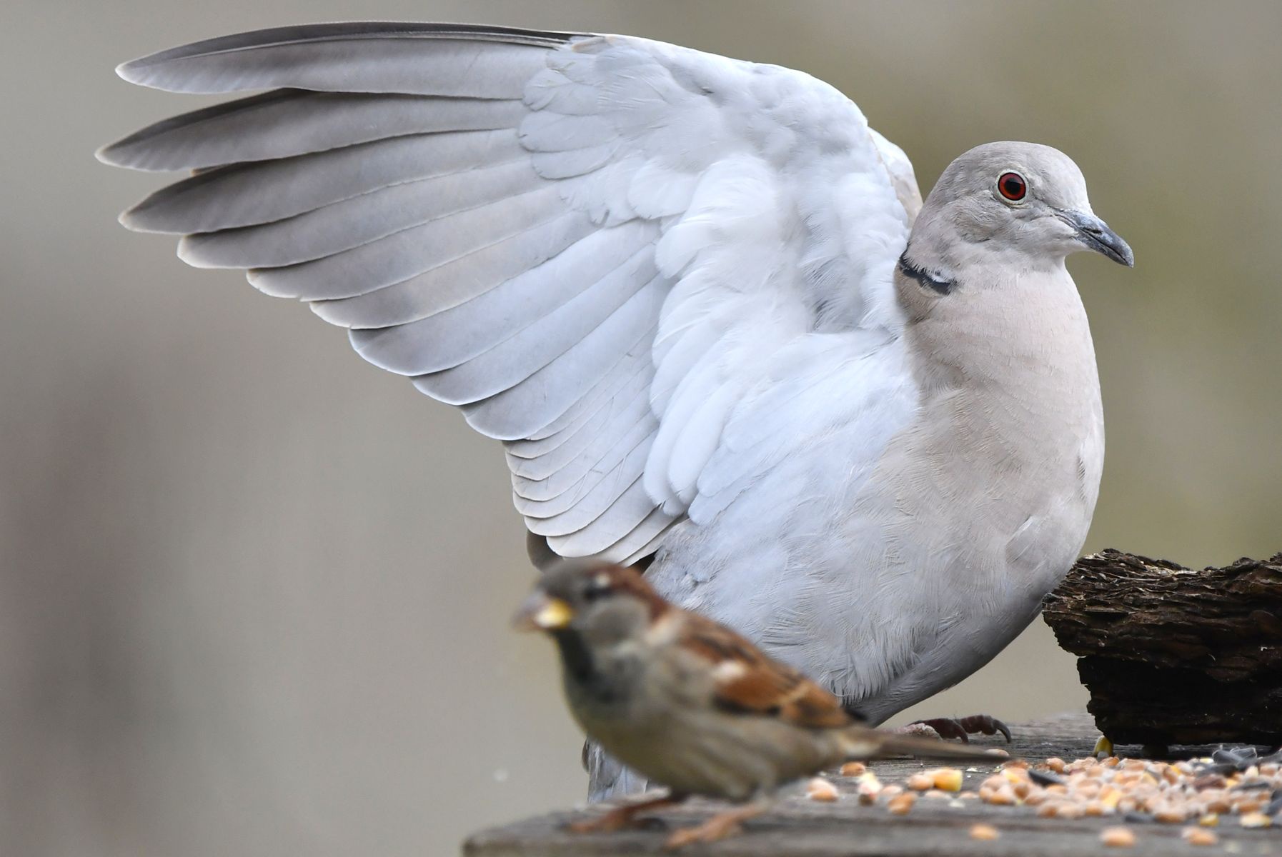 Turkish Turtledove Spotted in Vienne, France - November 24th