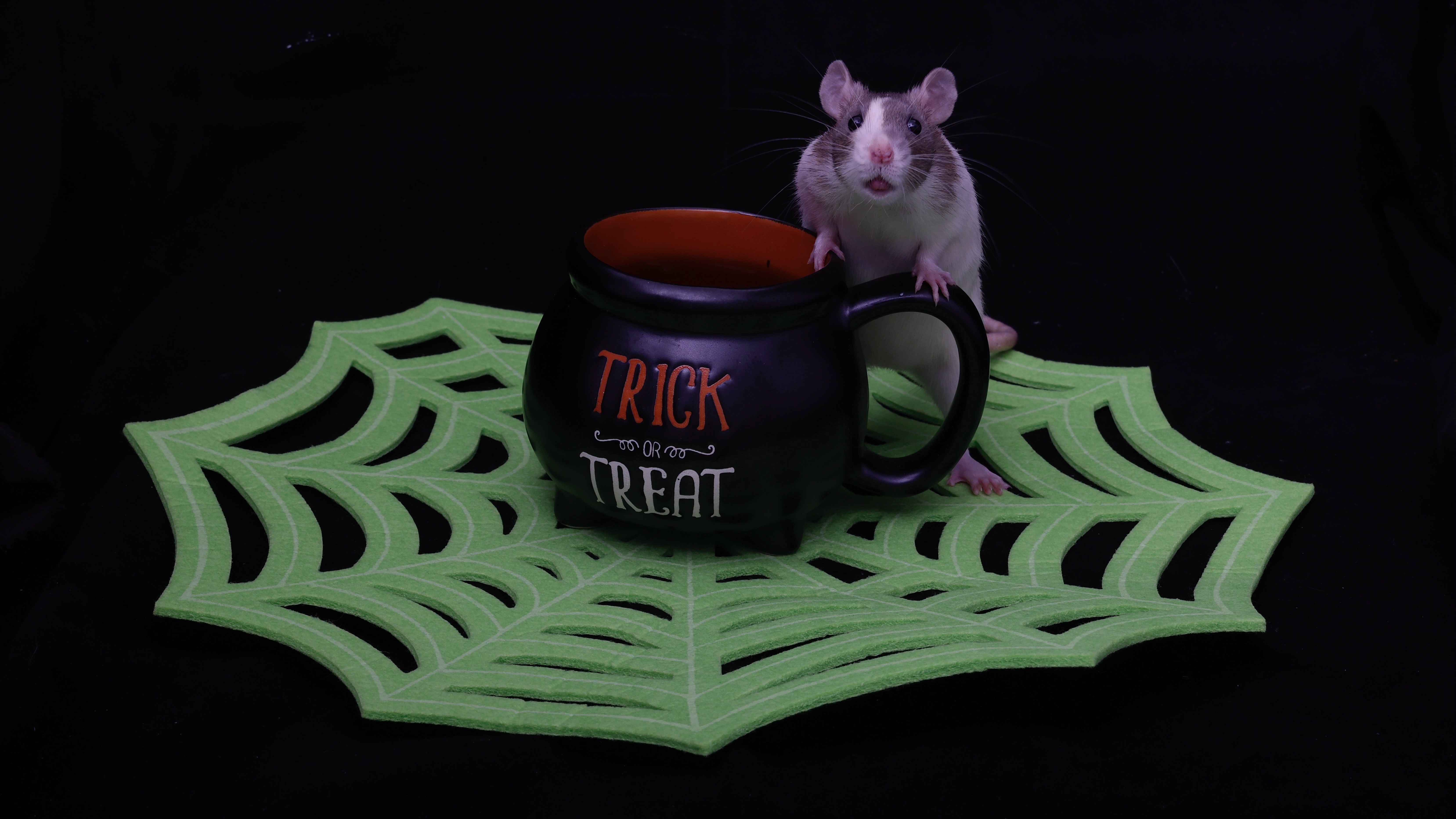 Say hello to the charming little rat, Pistachio!