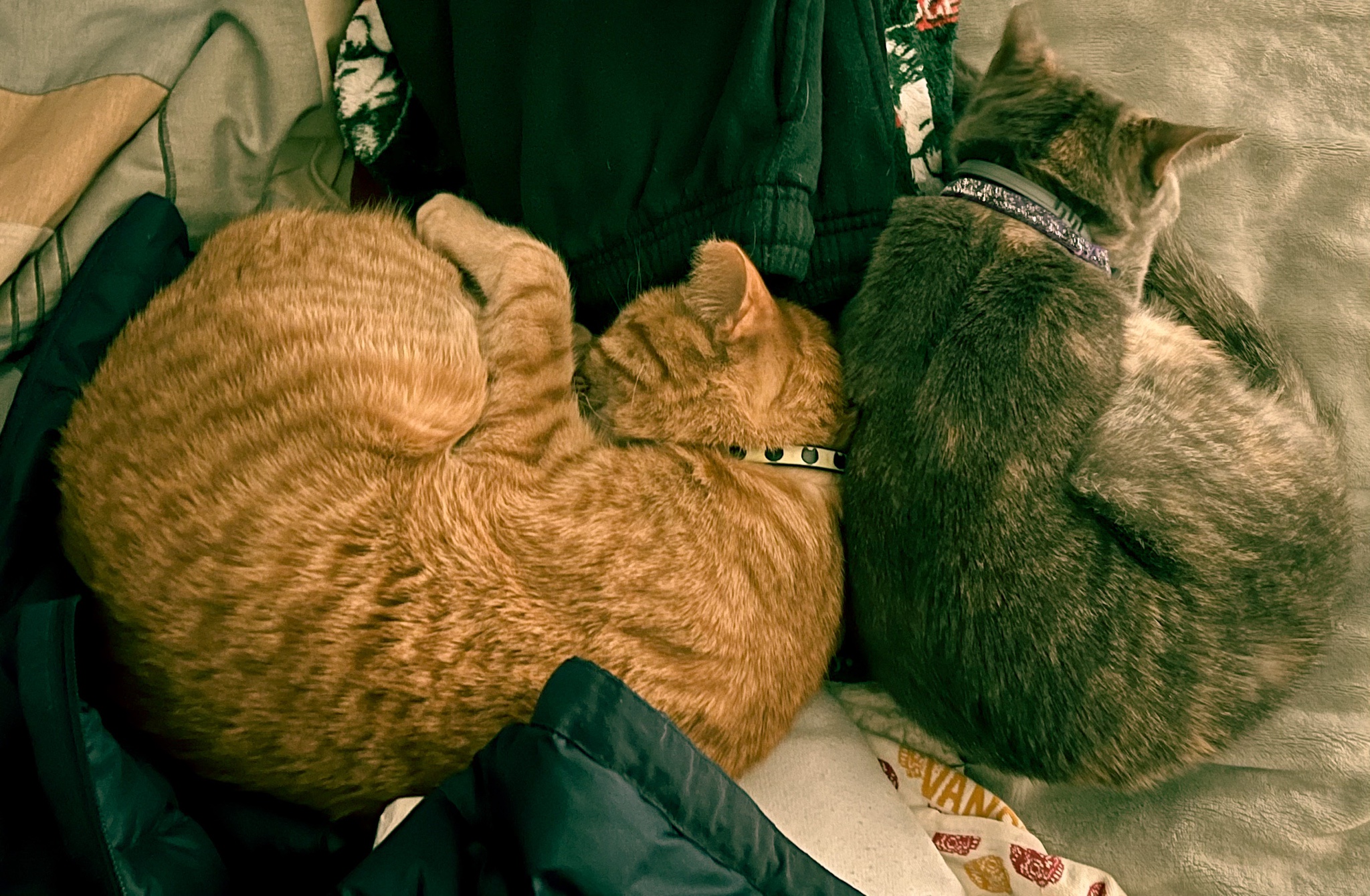 Look at my two adorable cats napping side by side!