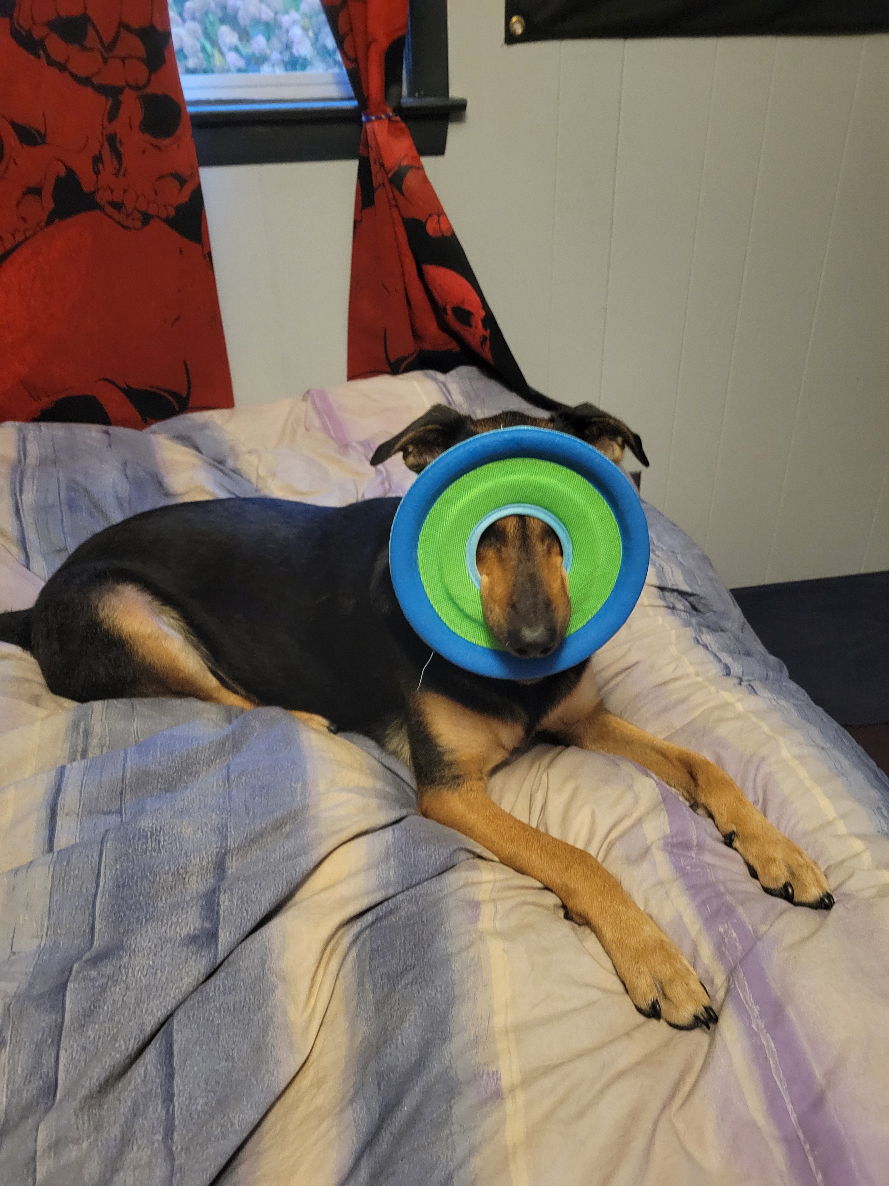 The Lazy Days of Summer: Dog Days