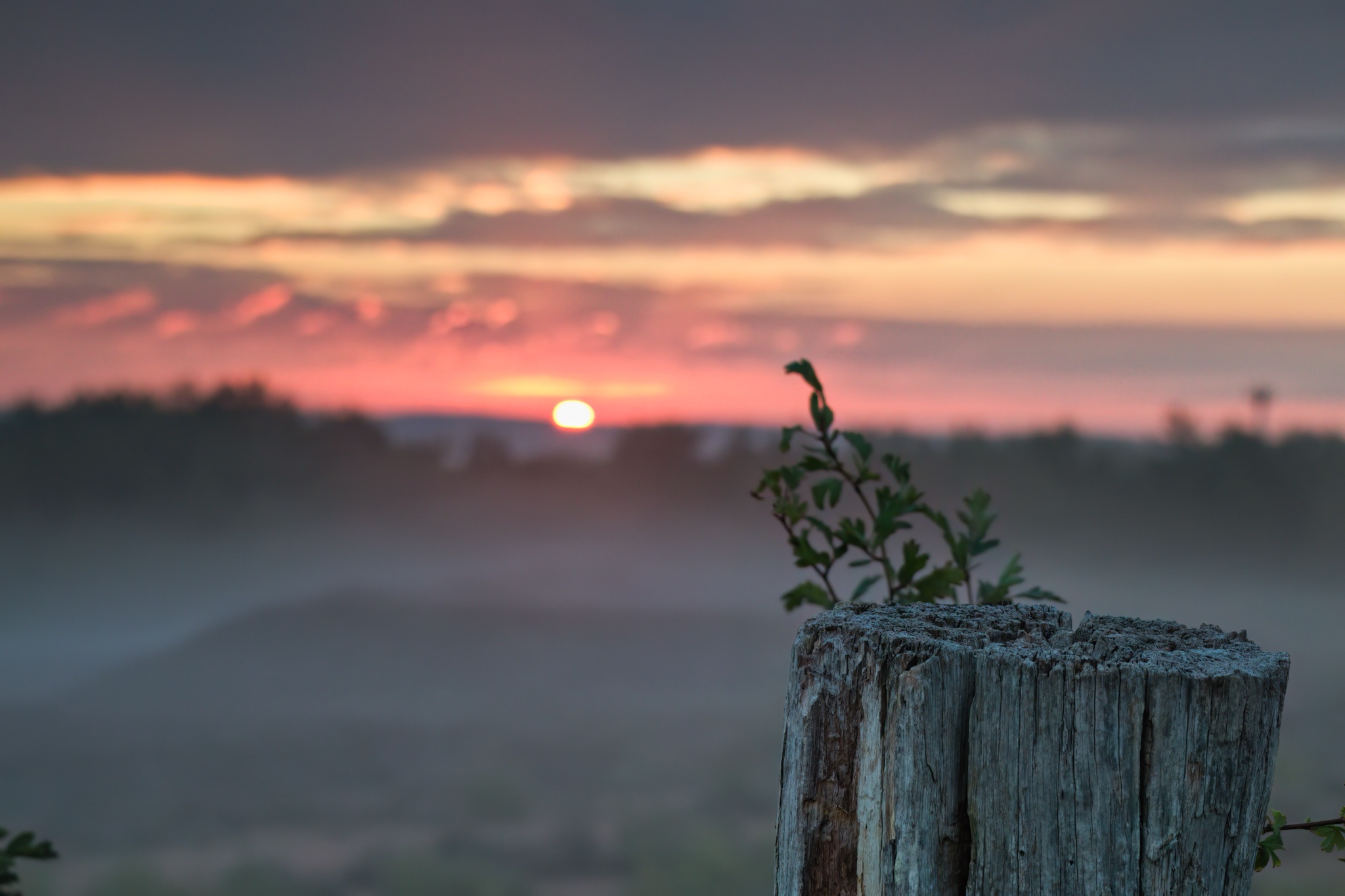 Sunrise Over Mehlinger Heide