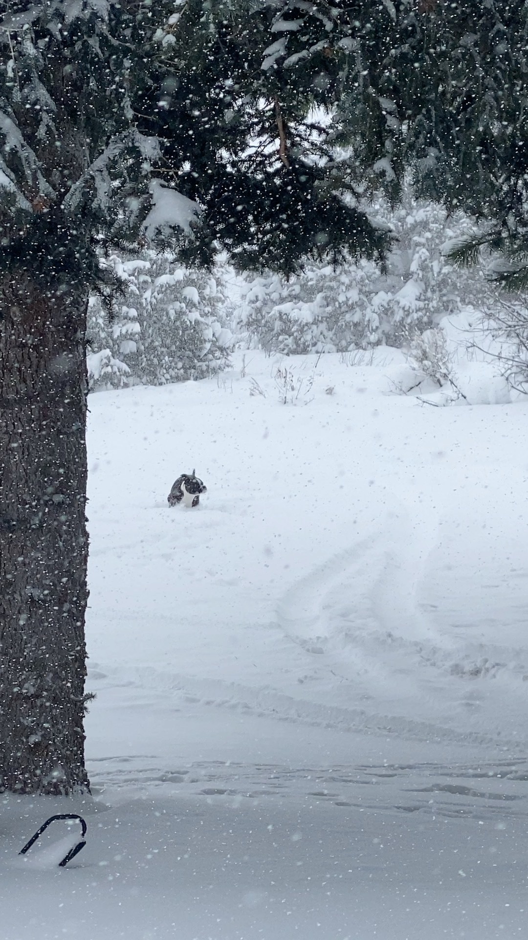 Oh, my dear Titus! He didn't get to experience the snow this year, and losing a pet is such a heart-wrenching pain.
