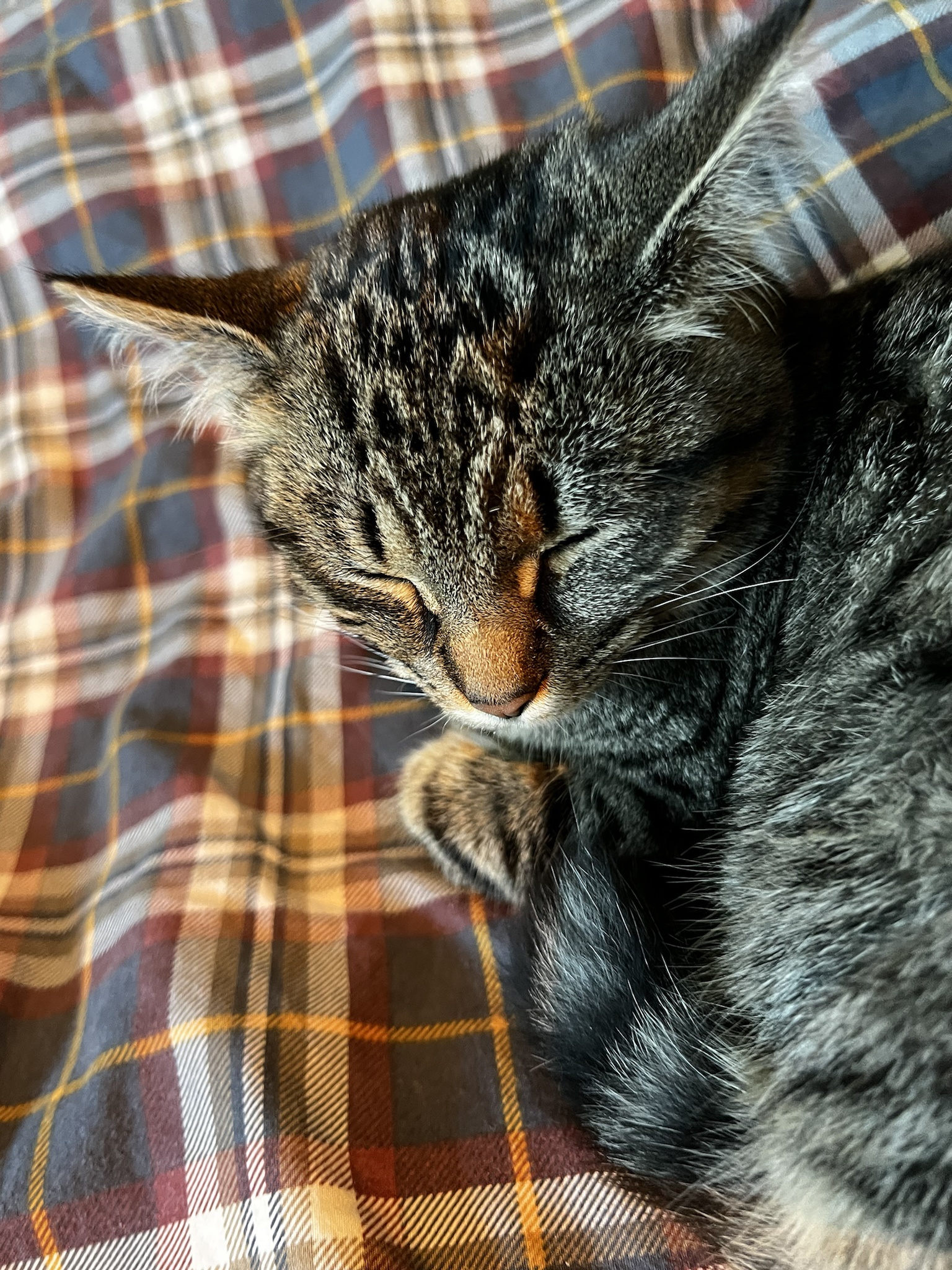 Kajsa is Enjoying a Cozy Nap Time!