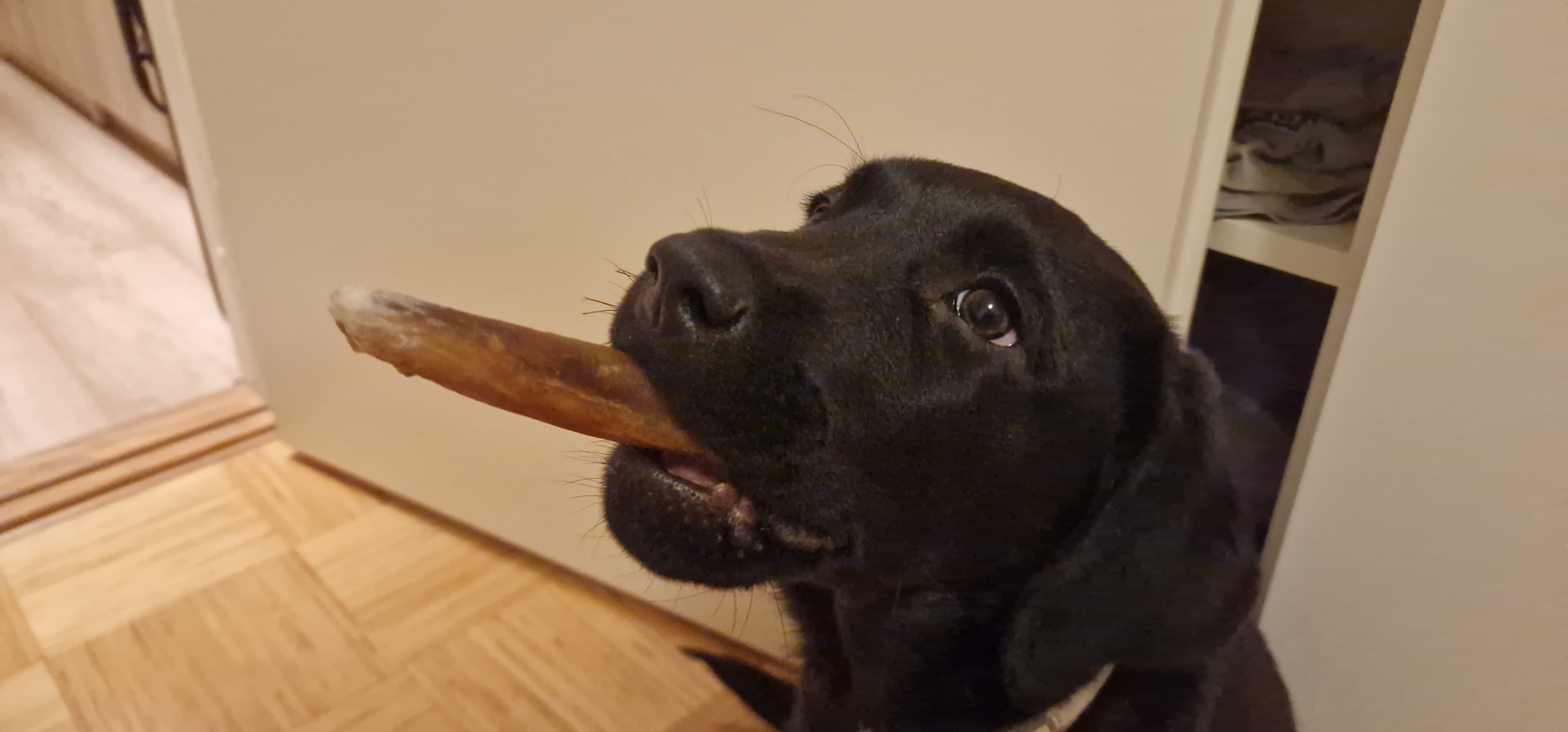 How Many Cigars Should a Pup Enjoy Each Day?