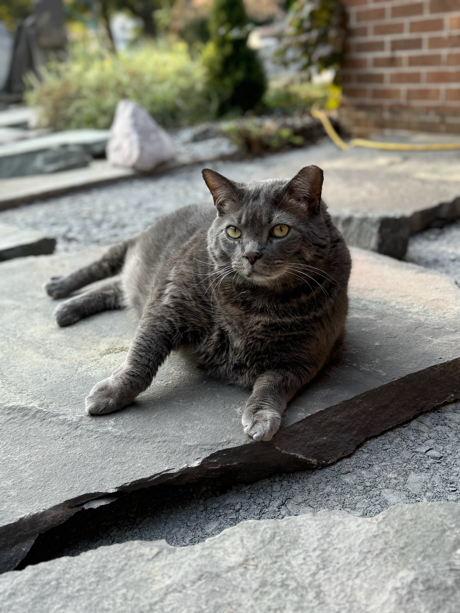 I heard how-to guides are popular, so here’s my process with a little help from my cats!