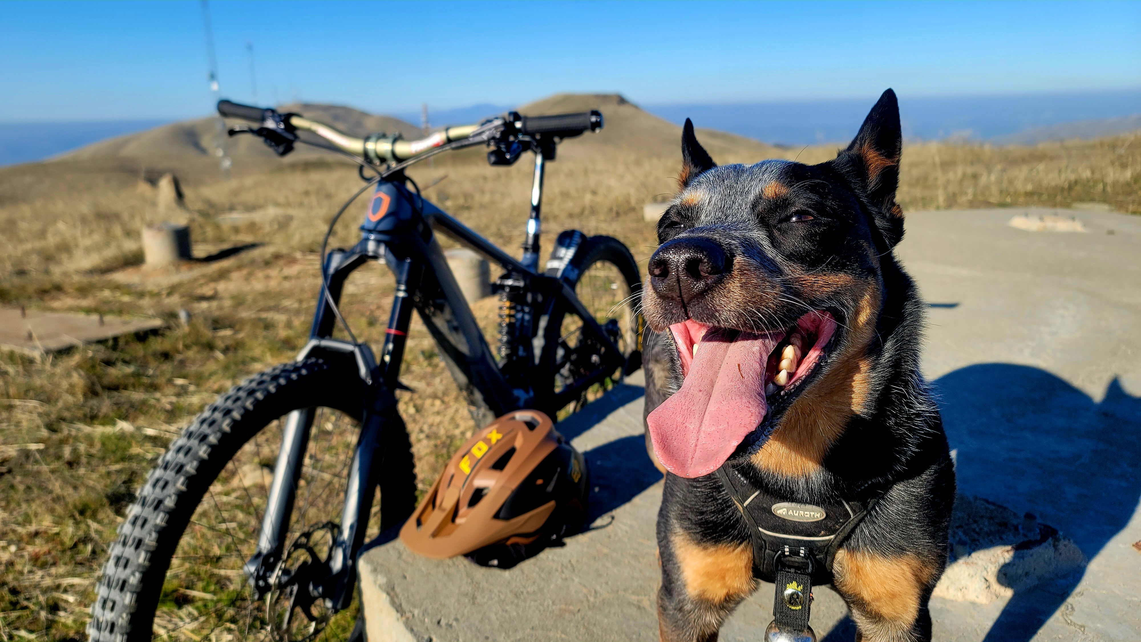 Today's Dog Tax: Monument Peak Edition