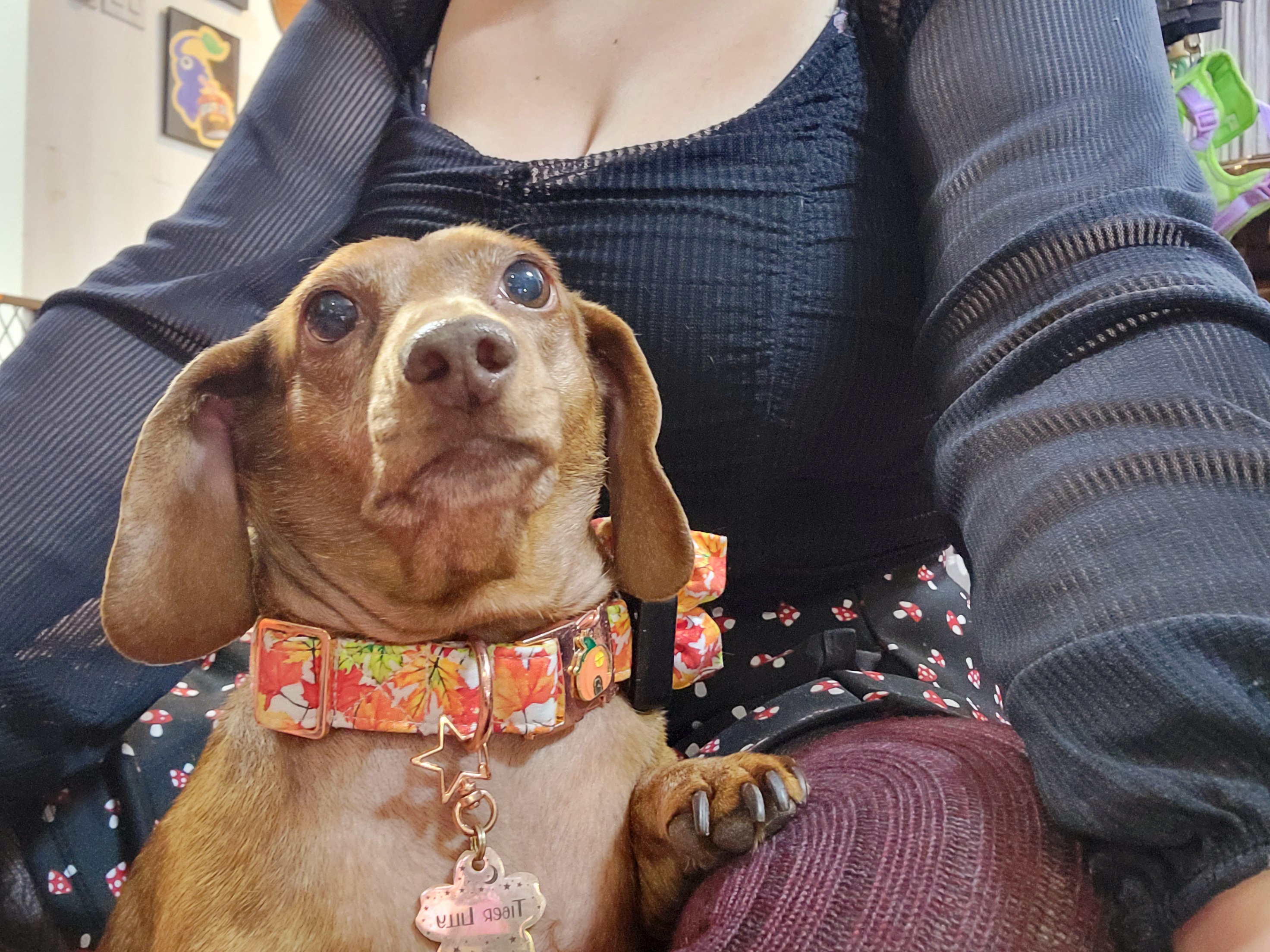Meet my adorable pup, Tiger Lilly #693!