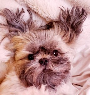 Shihtzu Family: Daughter, Mama, and Brother