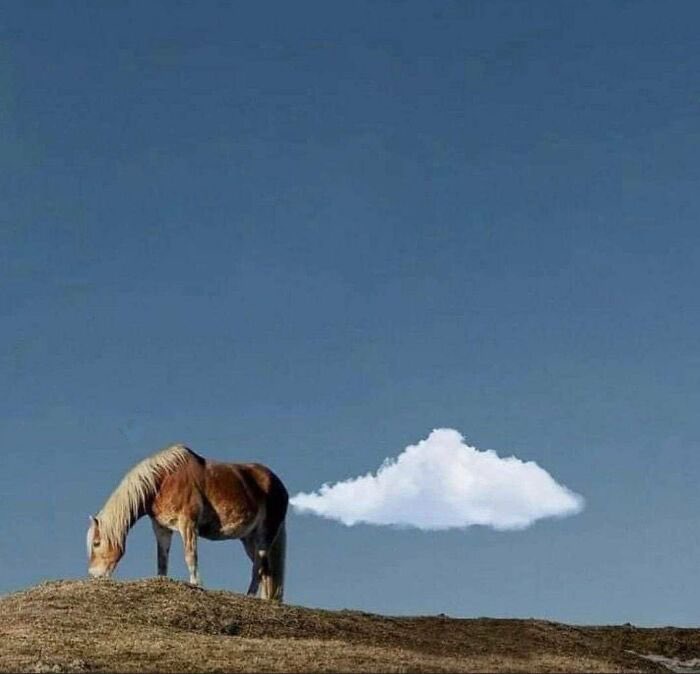 Discover the Neigh-por Trails Adventure!