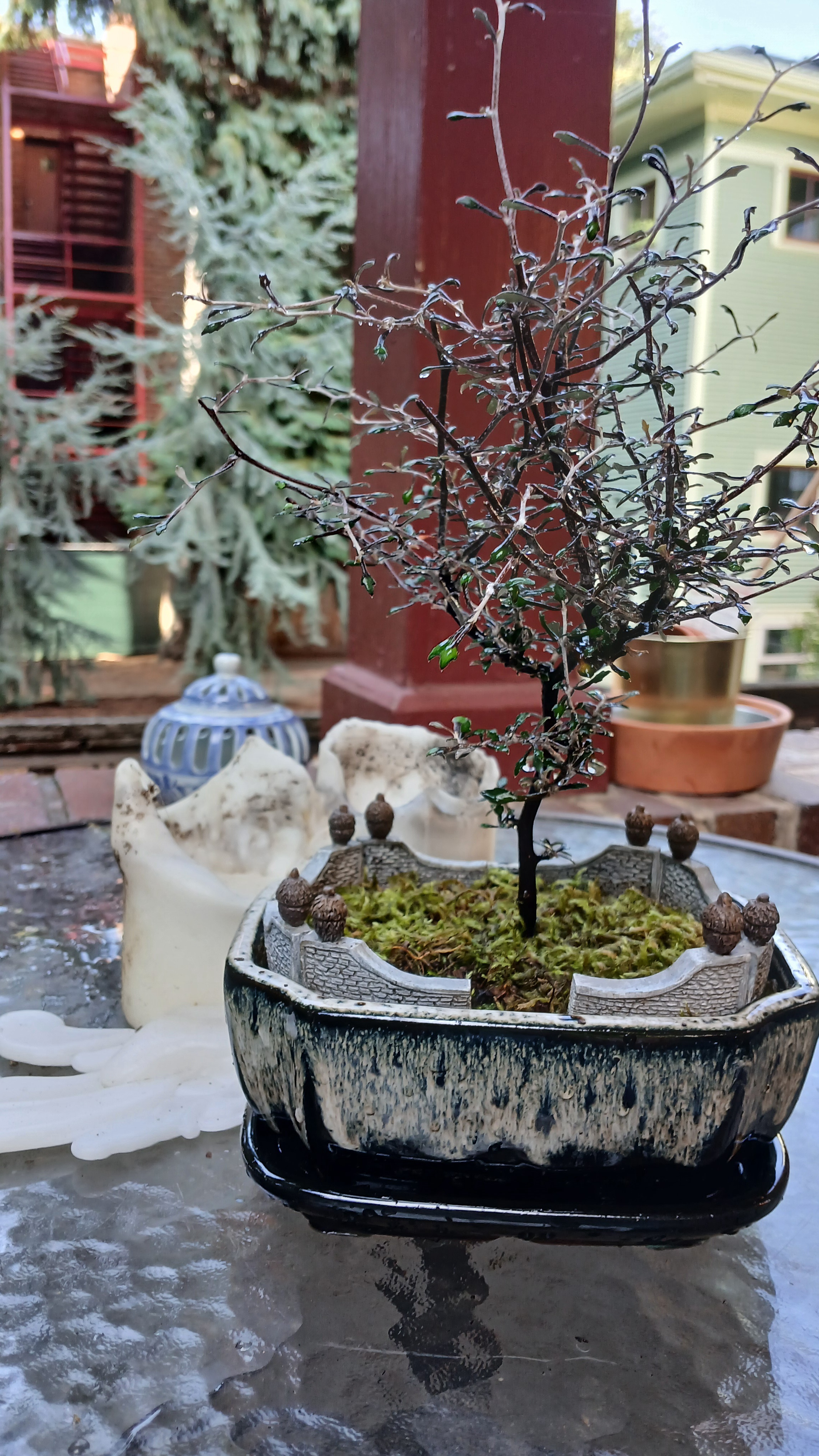 My Affection for Tiny Trees: A Love Story