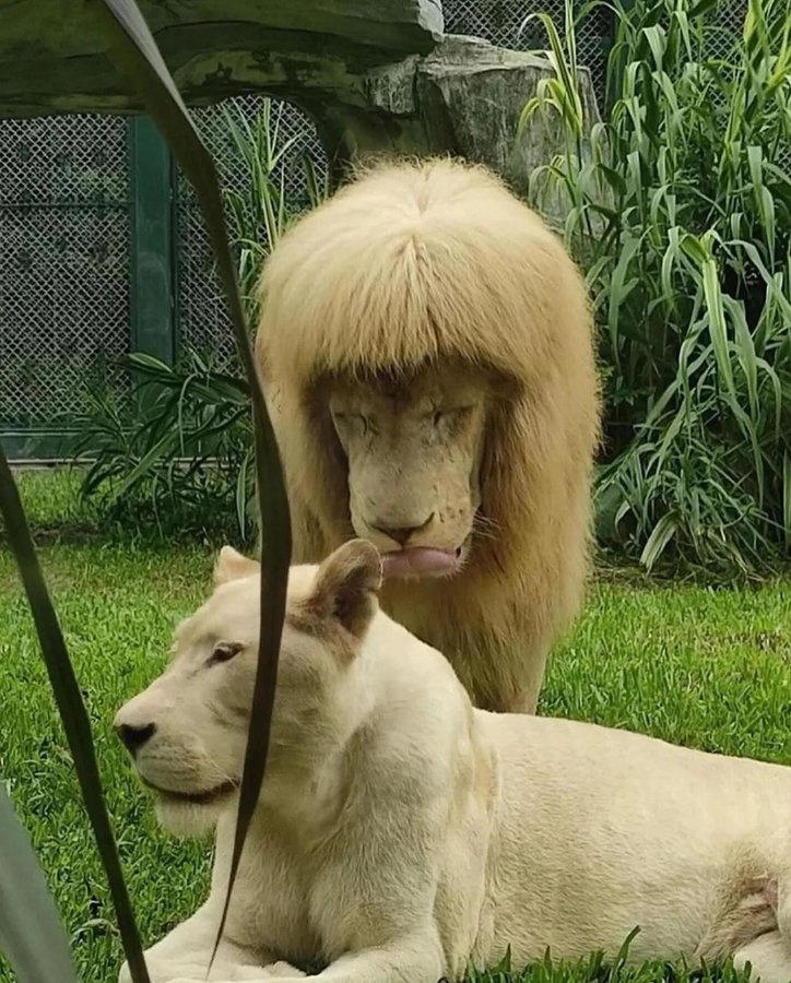 Zoo keepers gave the lion a stylish new haircut