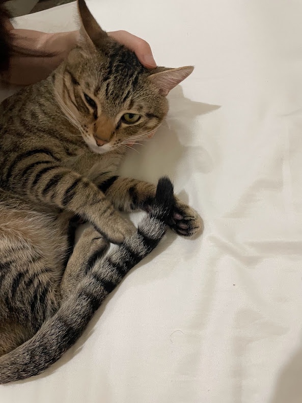 Adorable Cat Moments