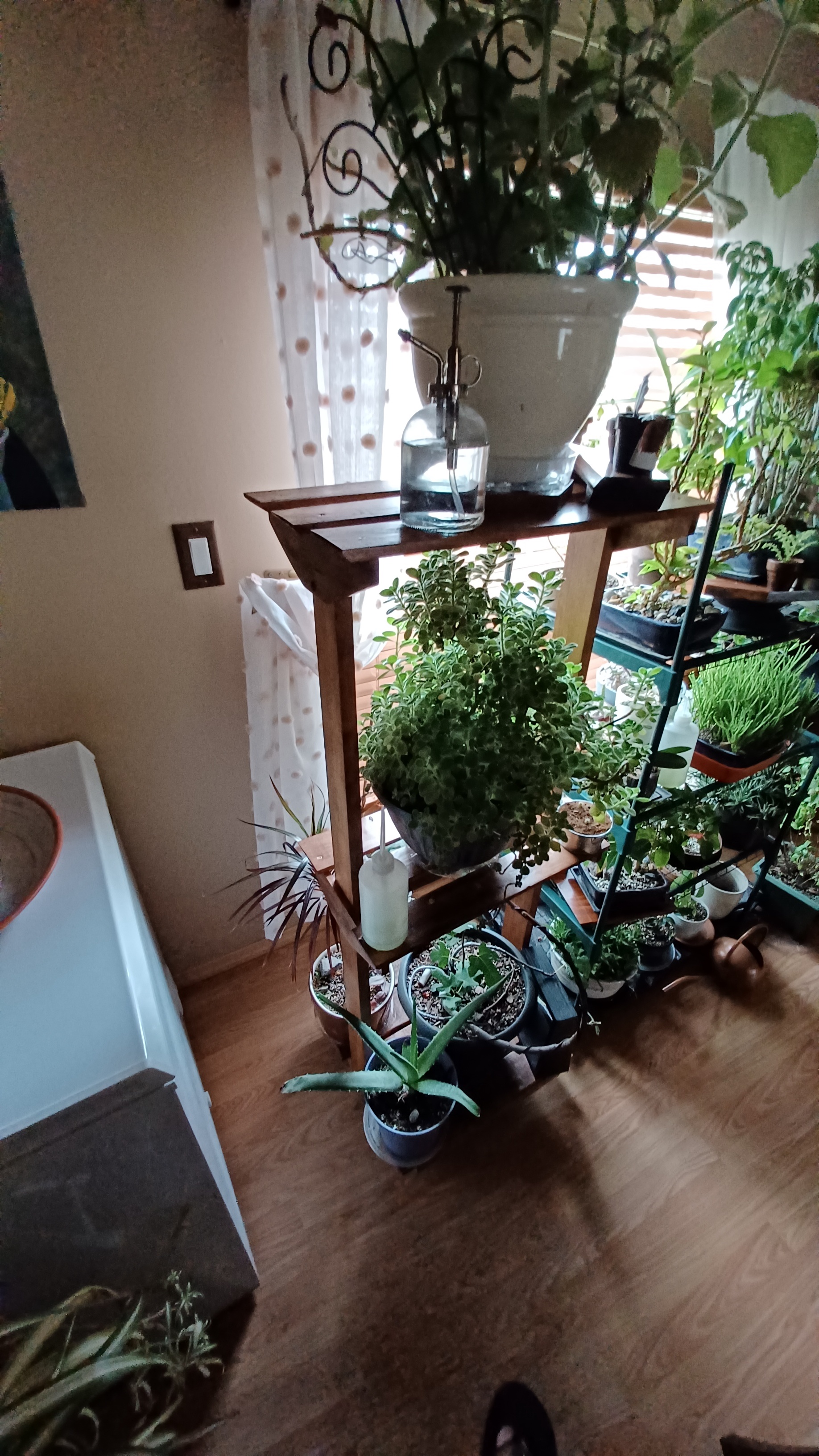 My Love for Plants and My New Woodworking Journey
