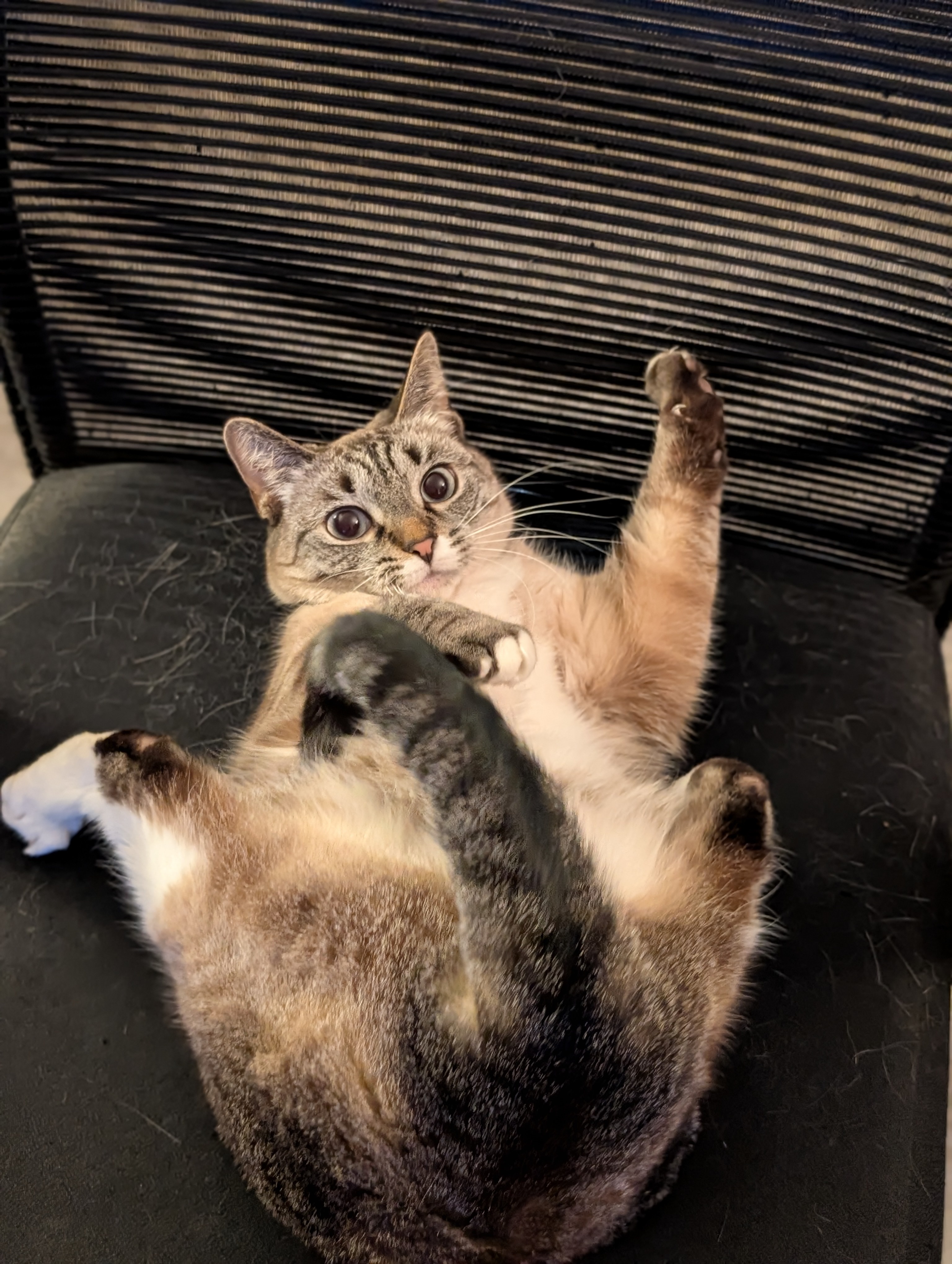 The Perfectly Comfortable Kitty Stretch: Pure Bliss