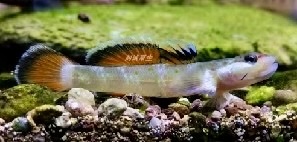 Meet the Rhinogobius cf. zhoui: The Stunning White Edge Goby