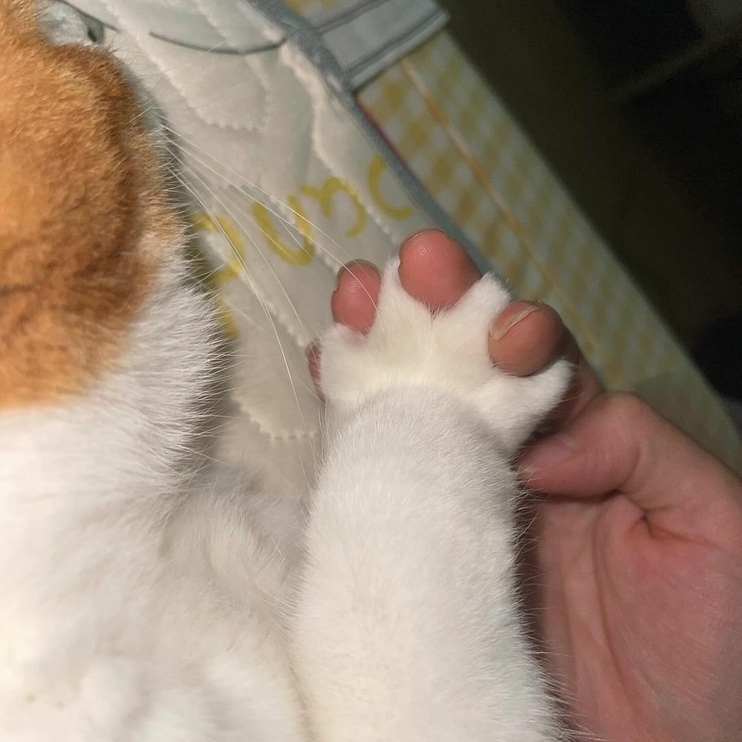 Adorable Paws in Action