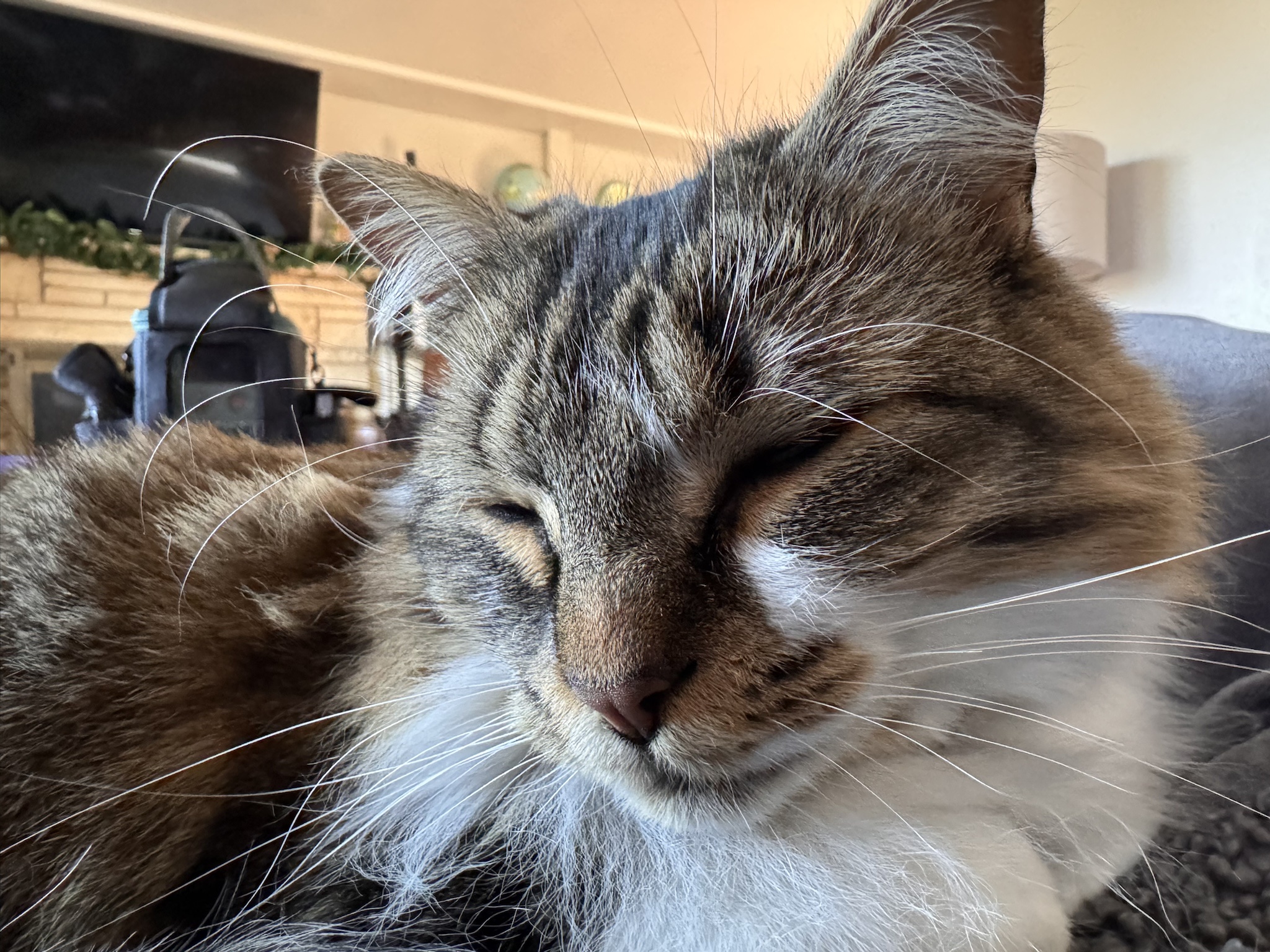 Cat Crisis Alert: We're Running Out of Felines!