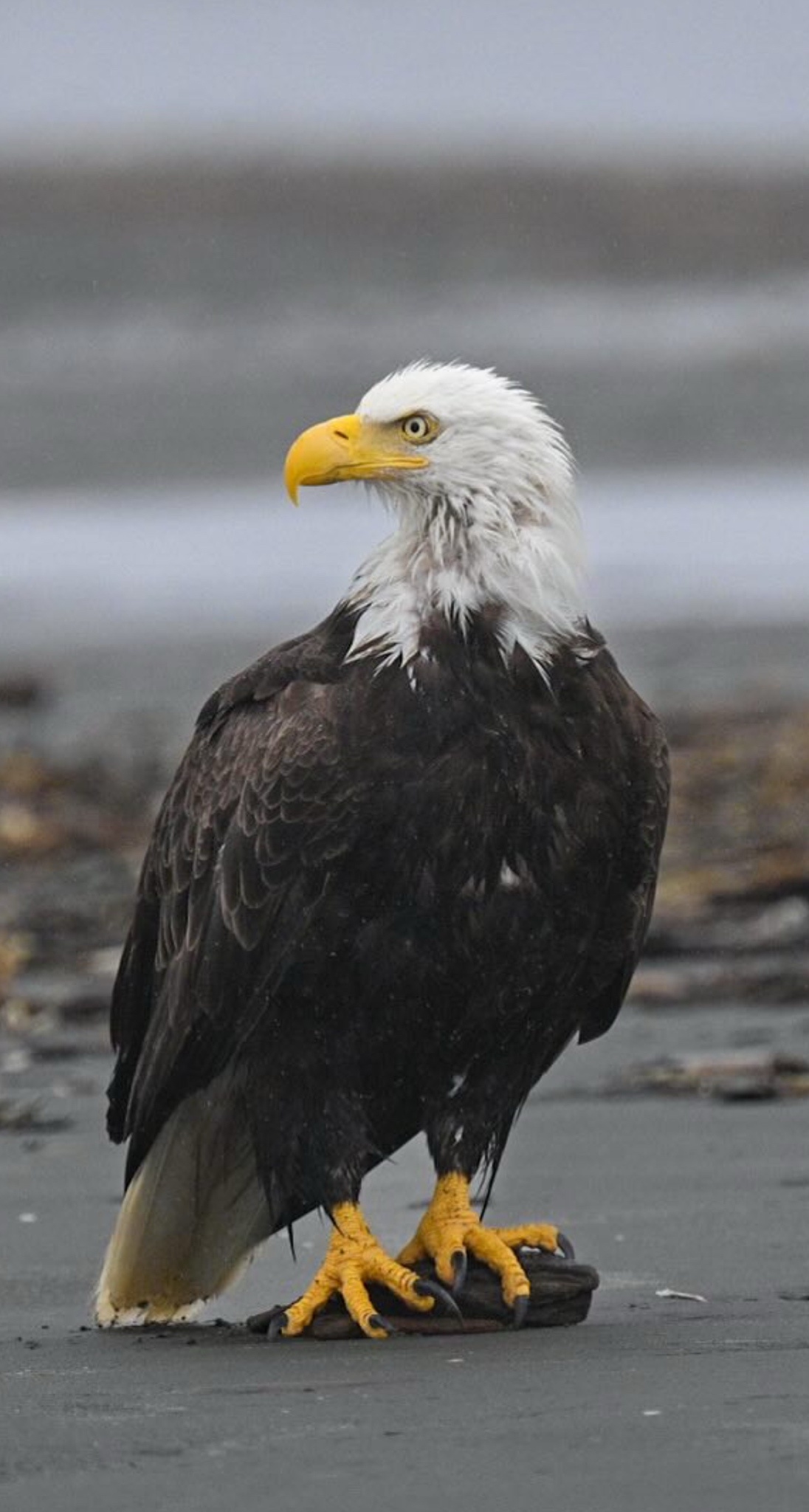 Majestic Eagle Spotted at Roosevelt Beach