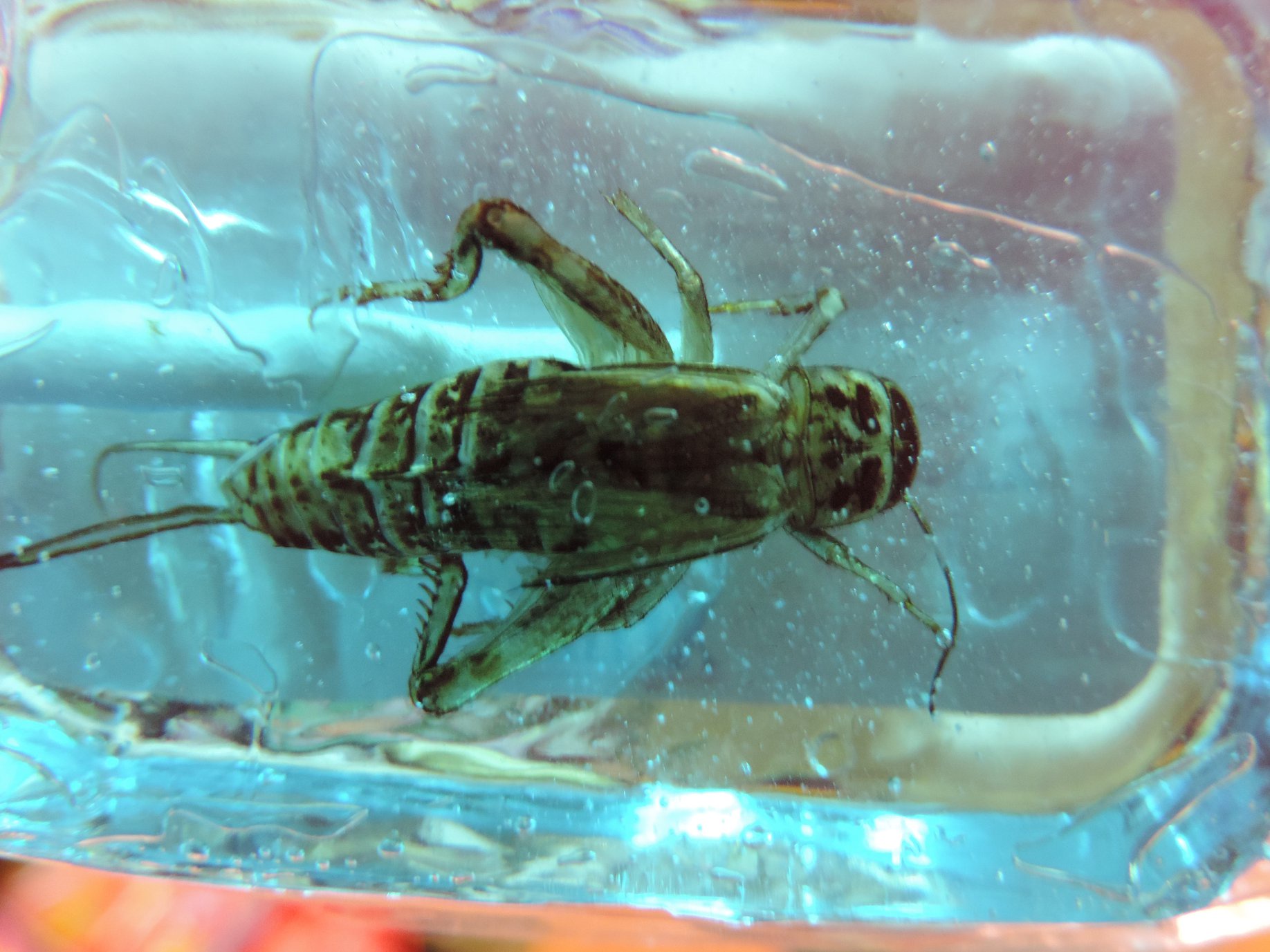 Cricket Fanatic: The Ultimate Sucker for the Game!