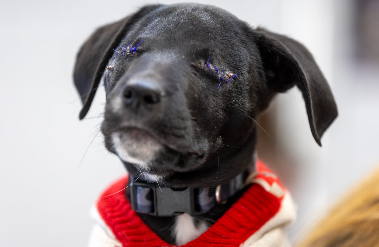 Ribbet the Labrador: A Heroic Tale of Resilience and Friendship